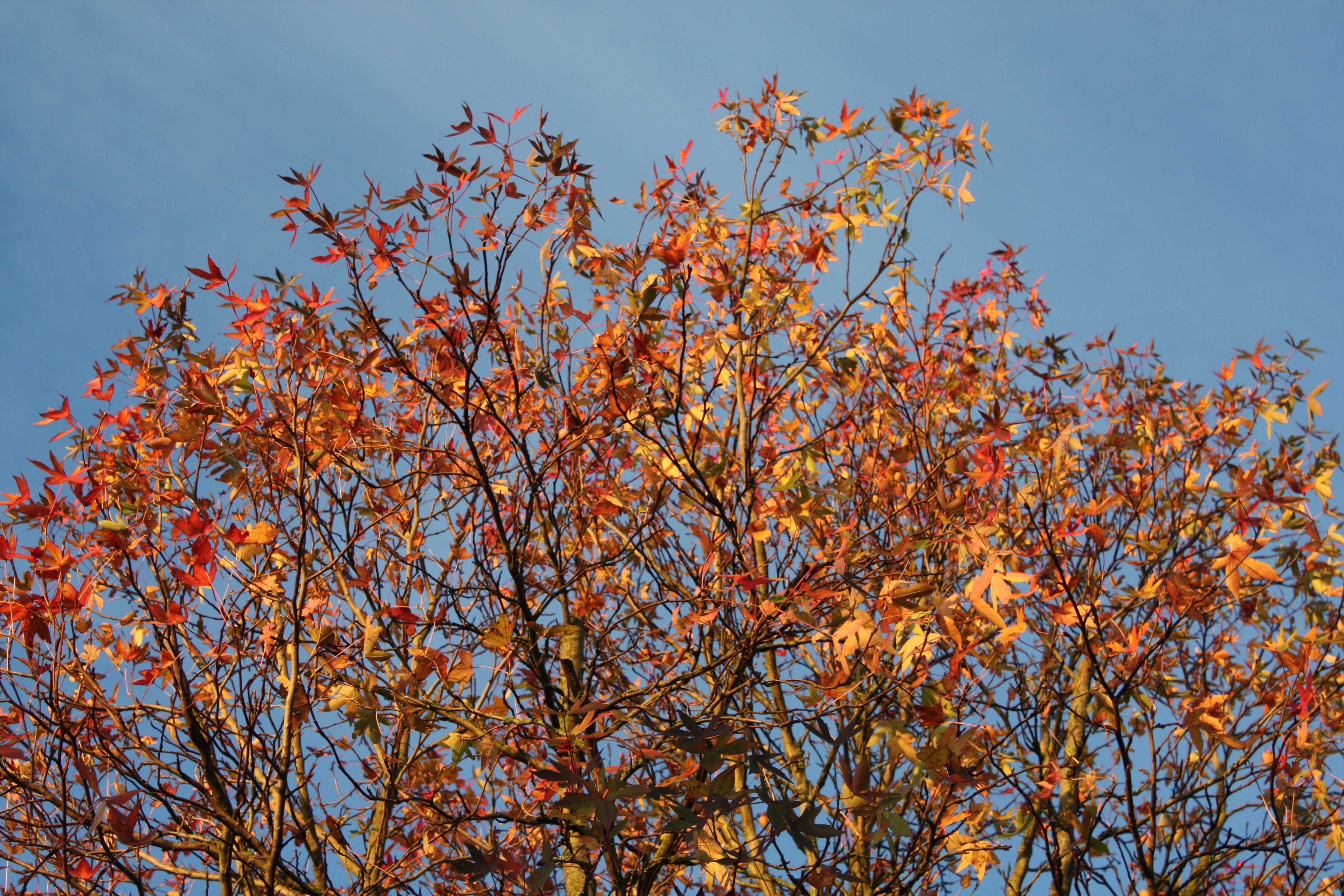 amberboom in volle glorie