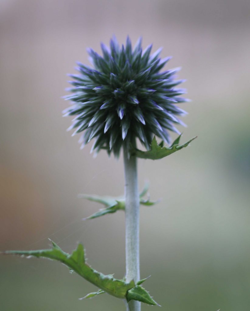 kogeldistel