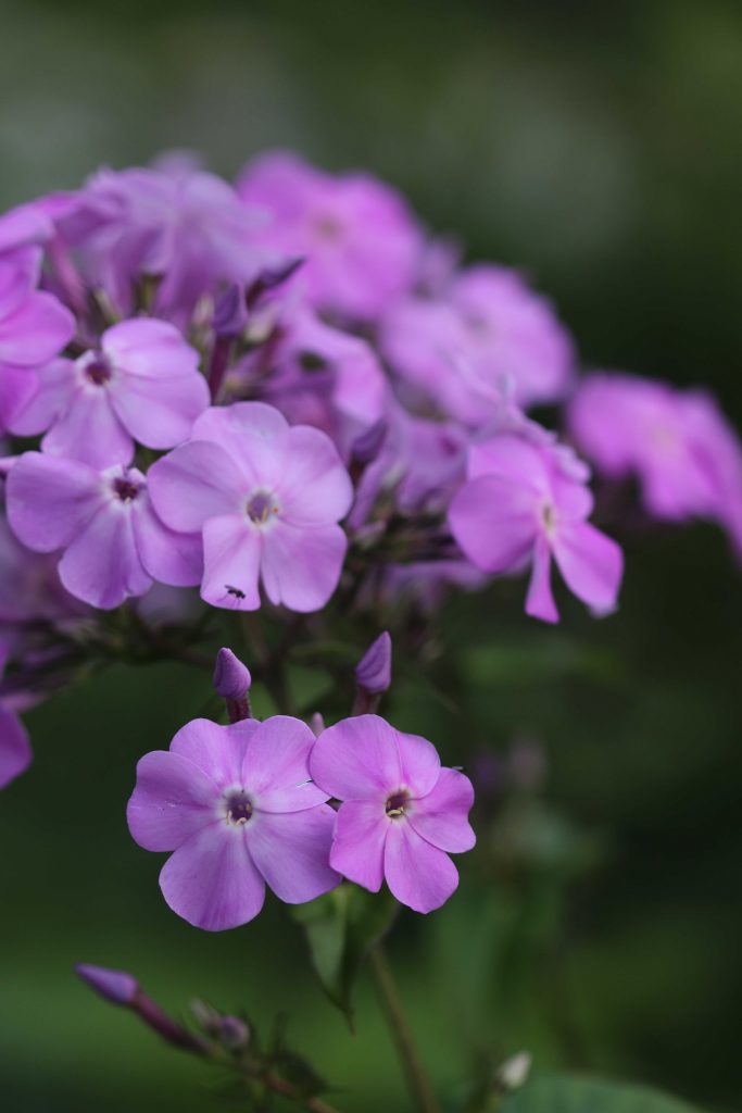 phlox