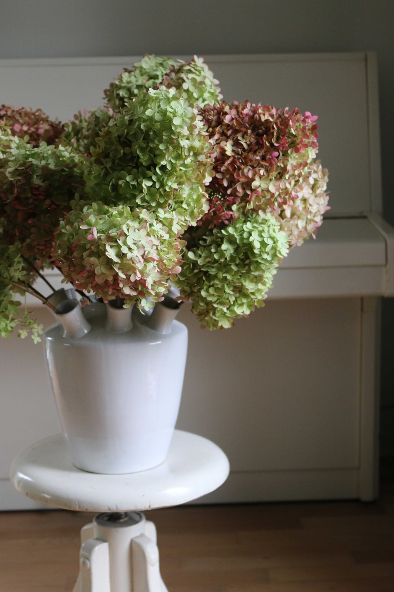 hortensia