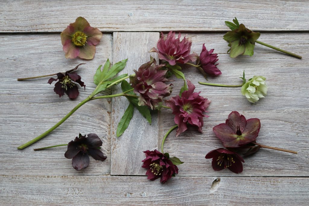 Helleborus stilleven