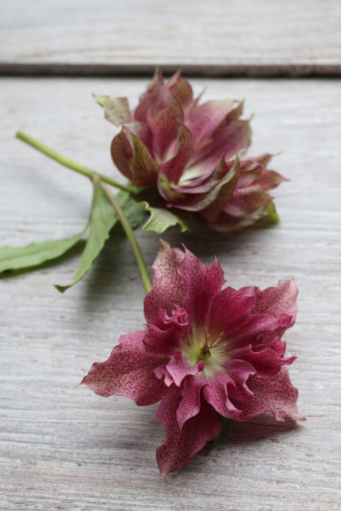 Helleborus stilleven