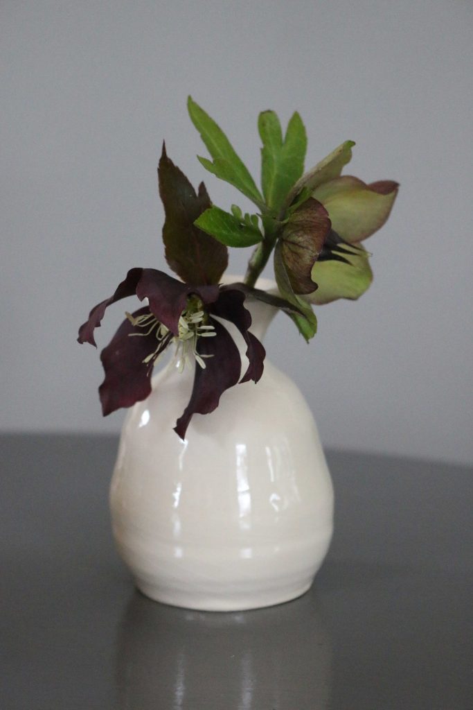 Helleborus stilleven