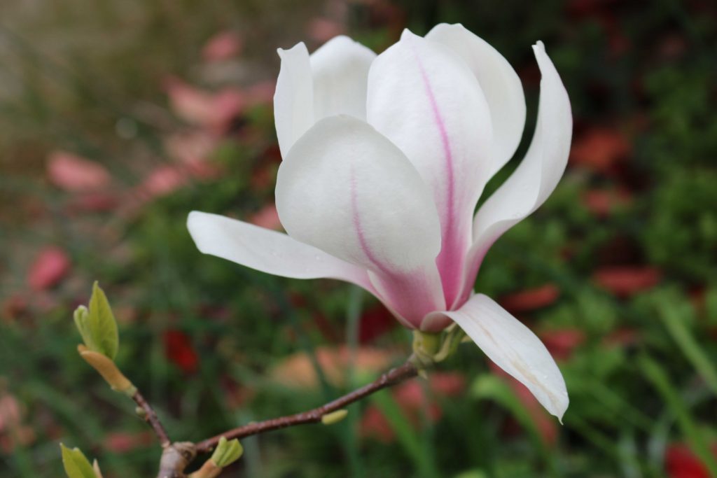 magnolia