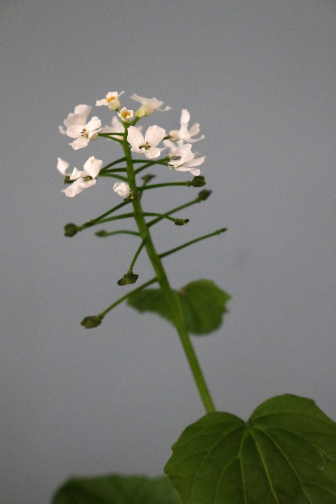 pachyphragma