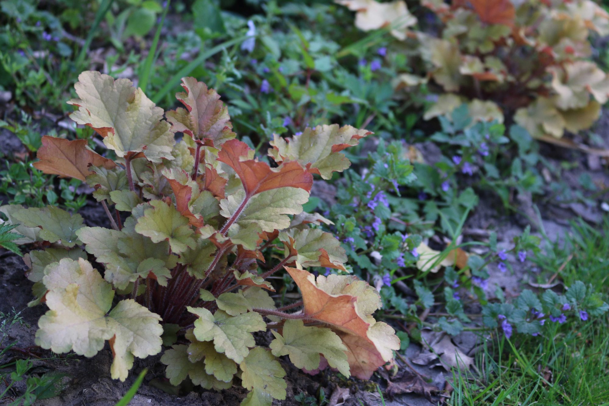 heuchera