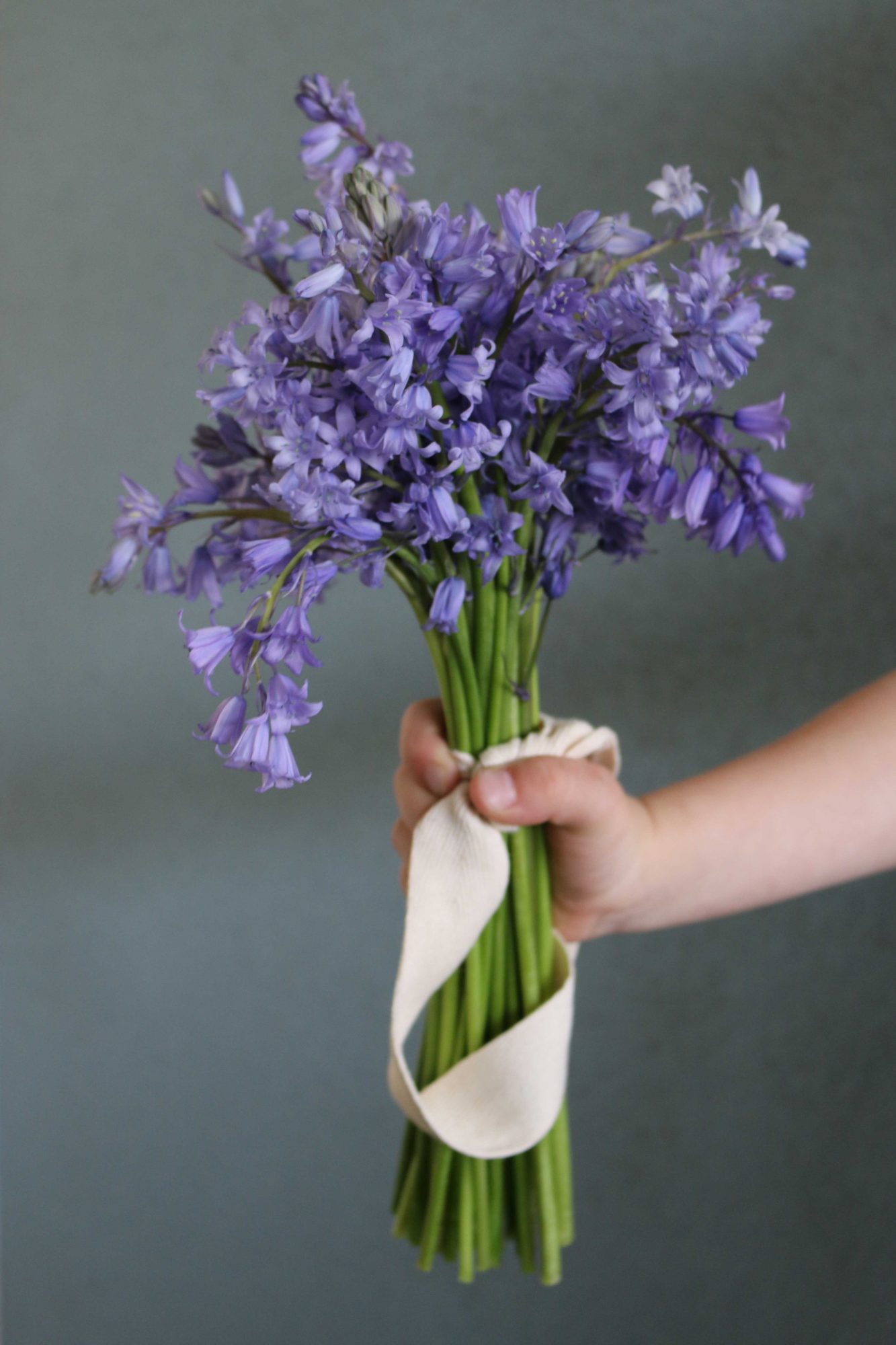 hyacinth