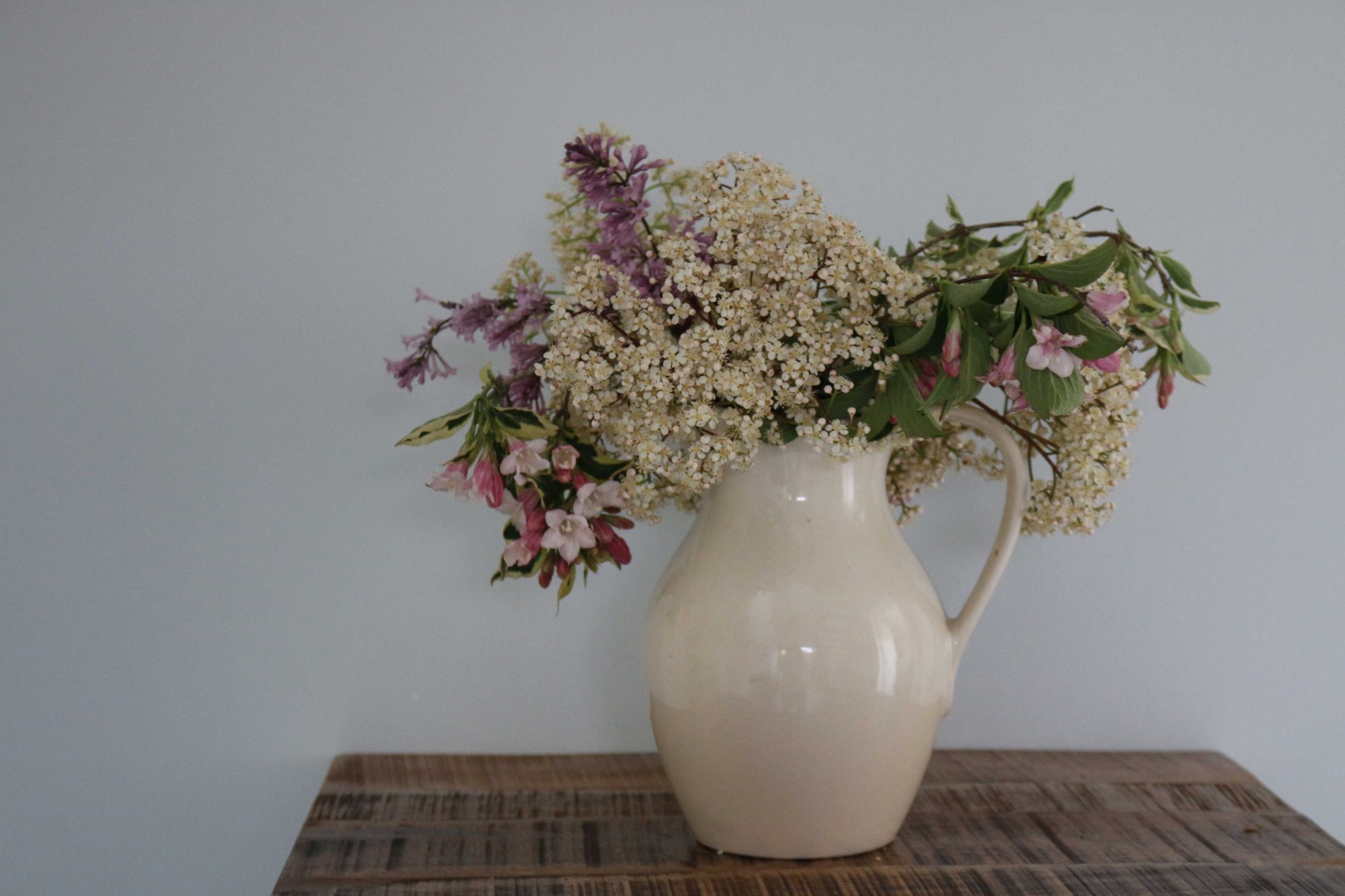 photinia