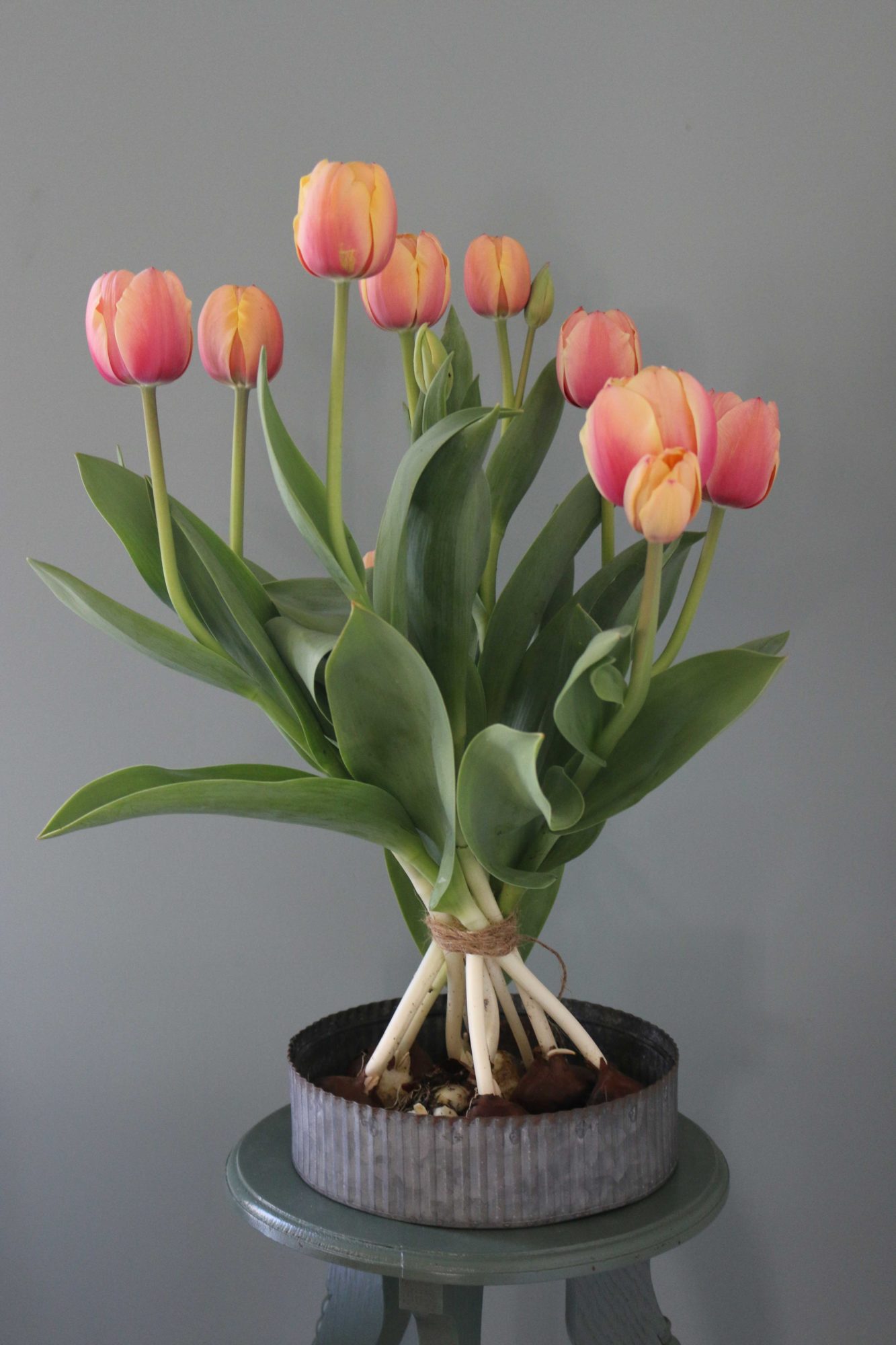 stappenplan korenschoof