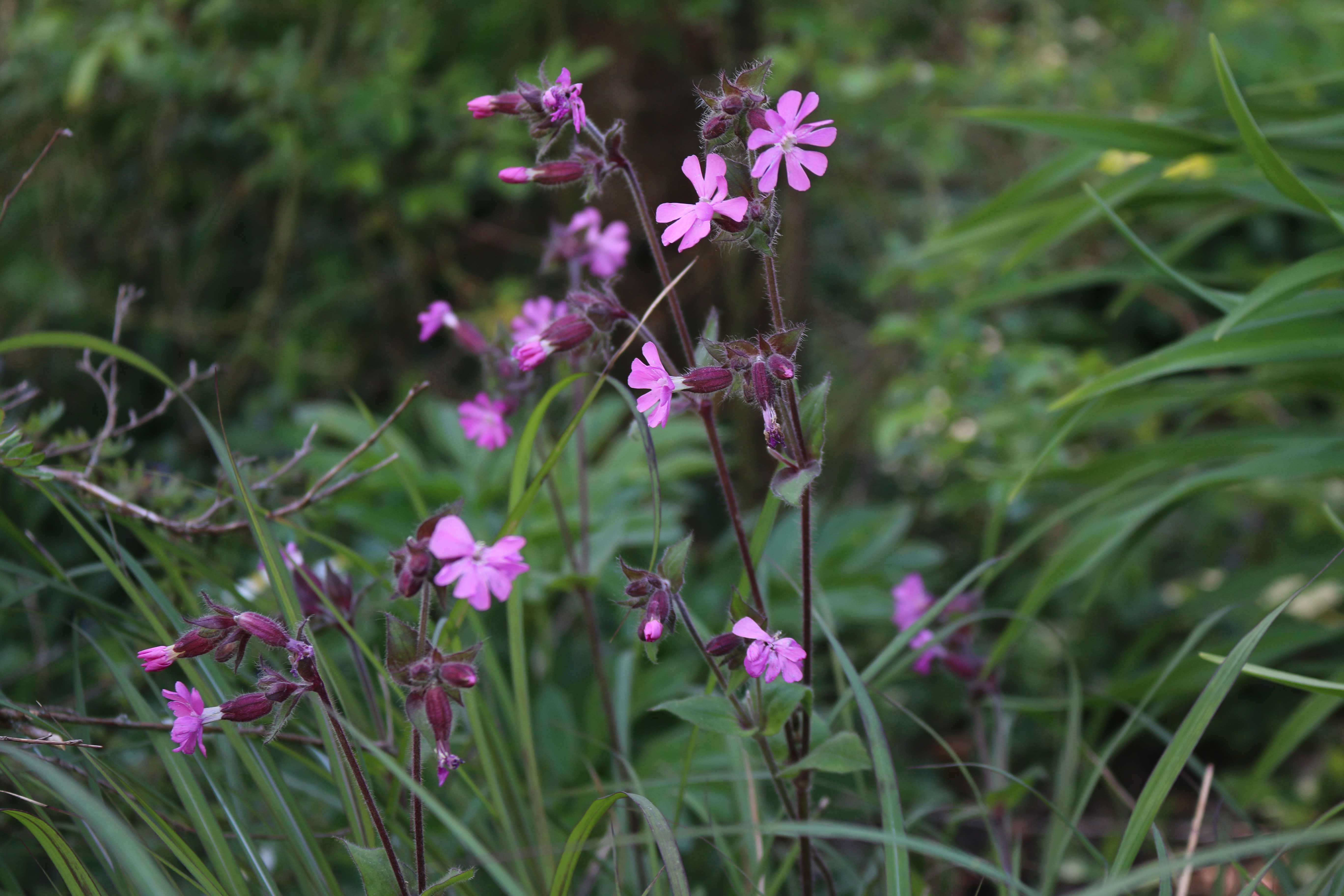 silene