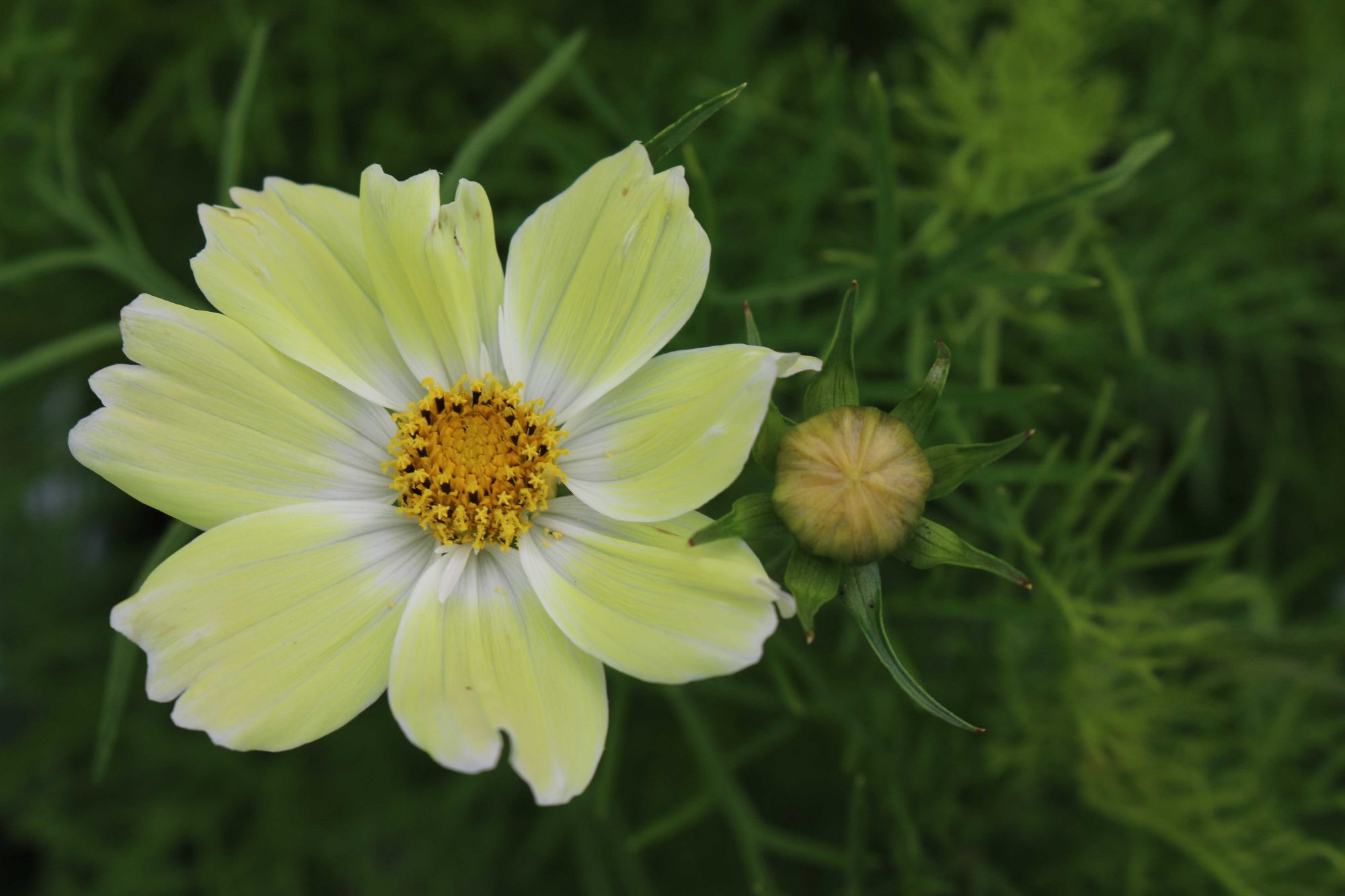 Cosmea Xanthos