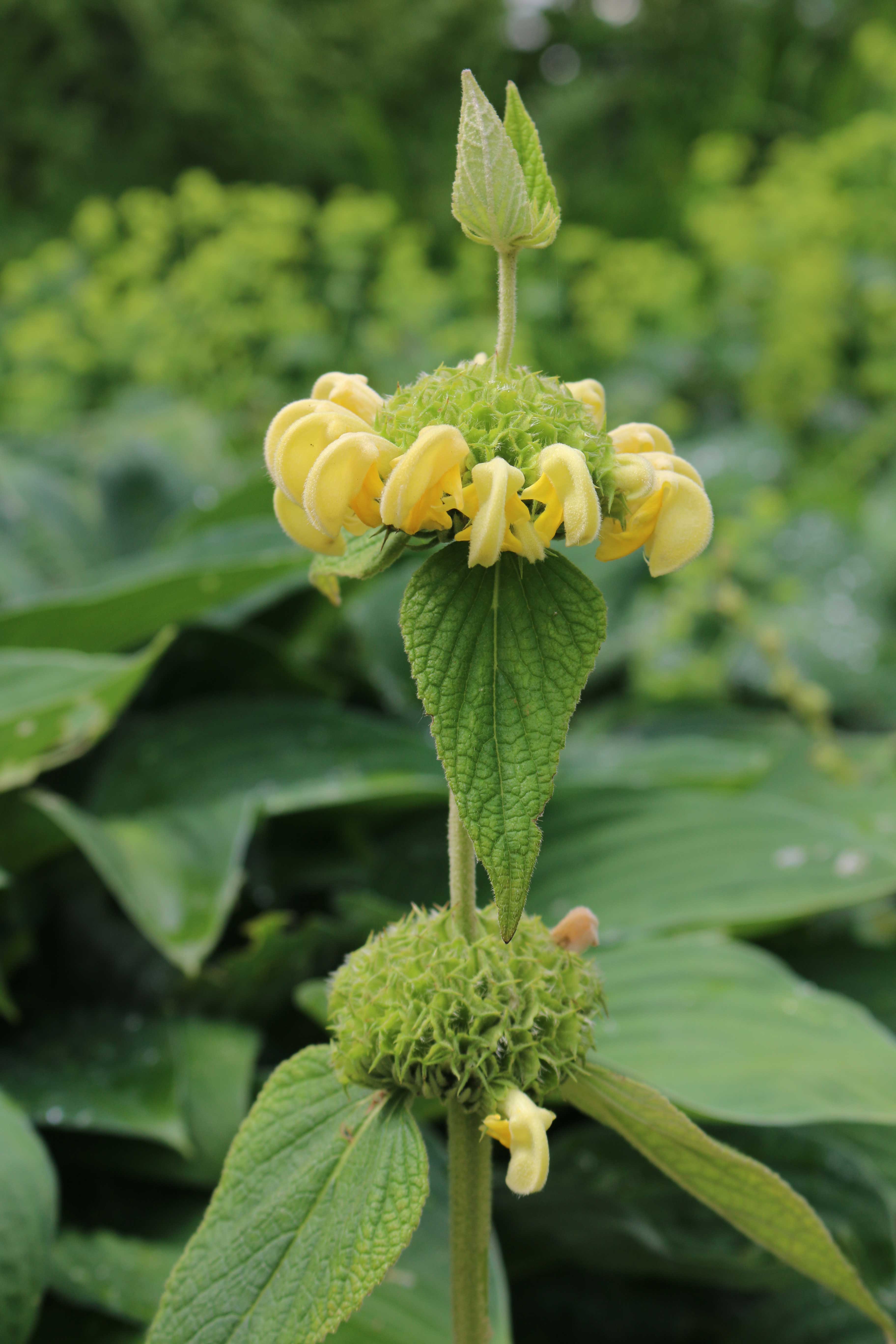 phlomis