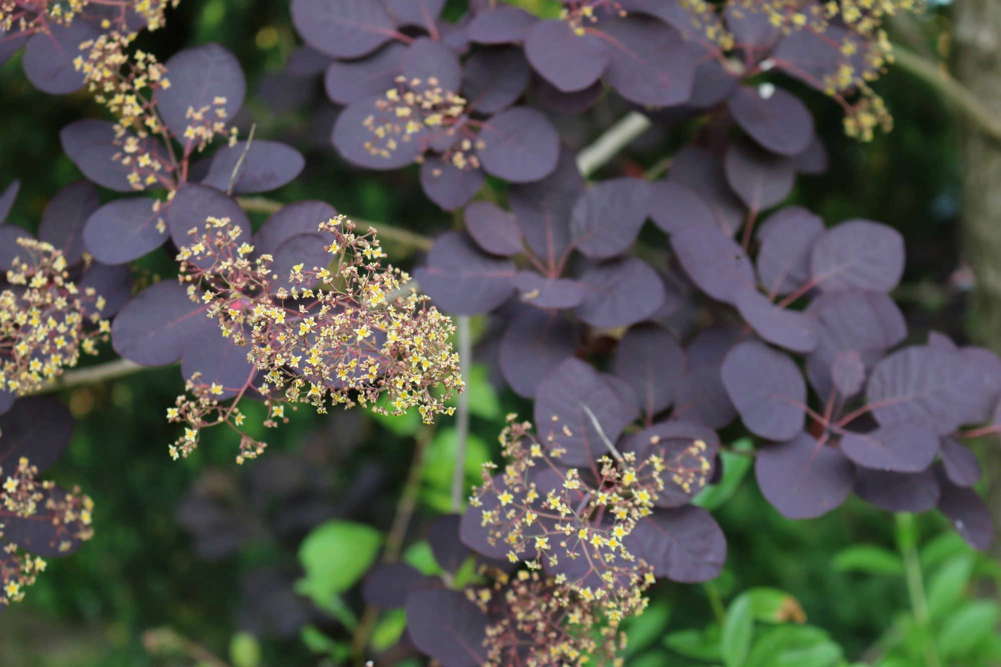 cotinus, bladgroen, bloemschikmateriaal uit eigen pluktuin