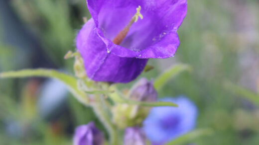 campanula