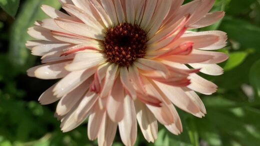 goudsbloem zacht zalmkleurig