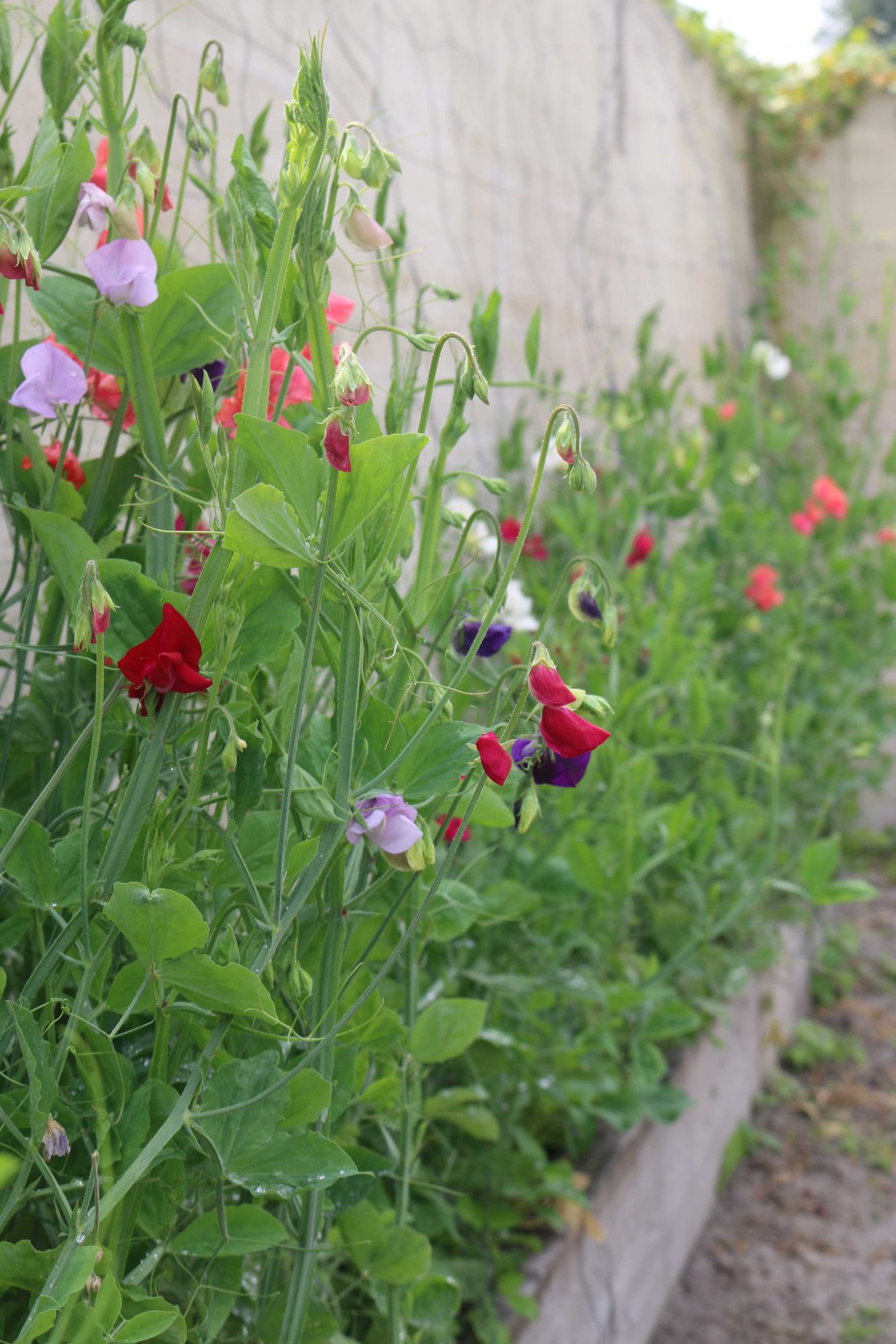 lathyrus