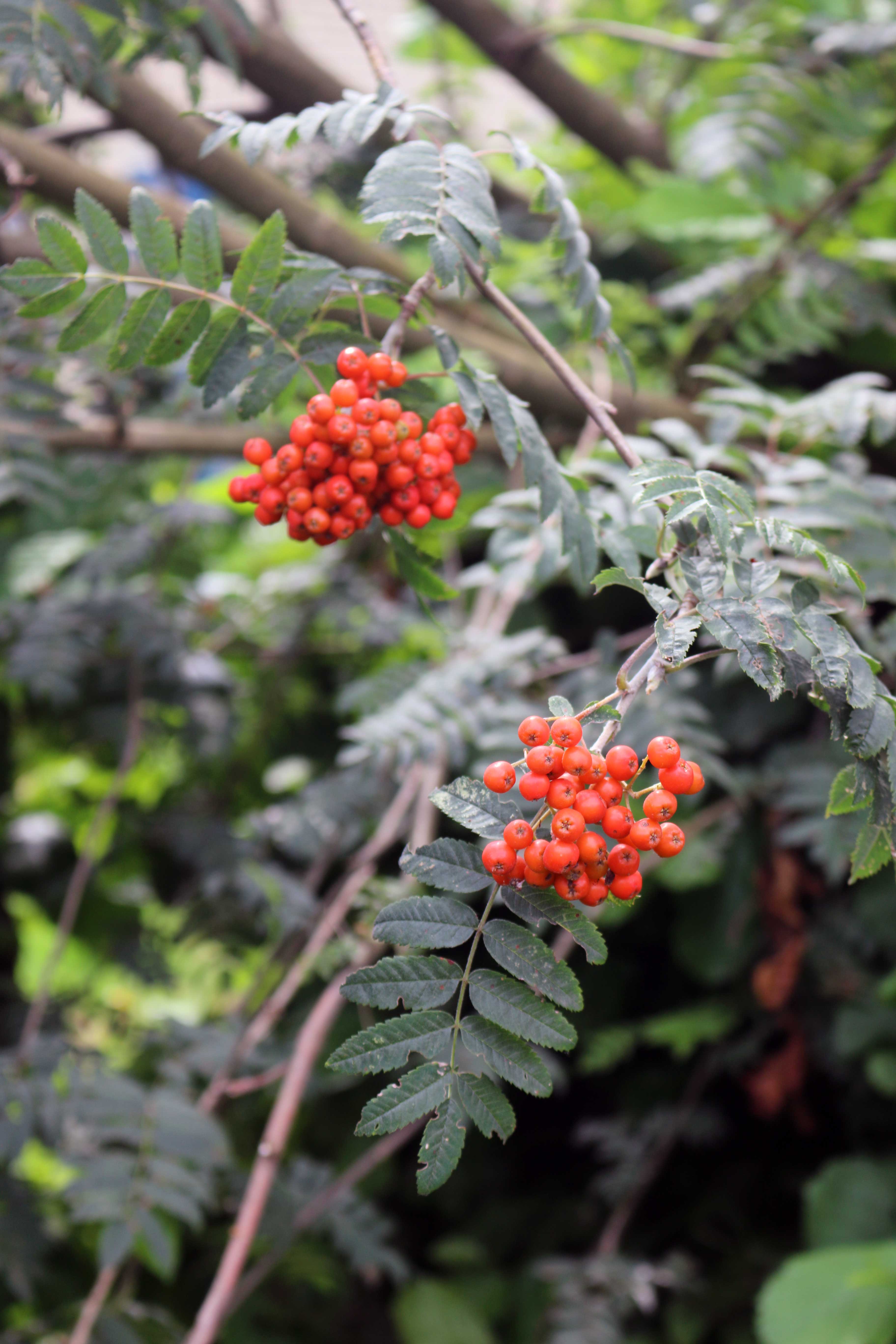 Sorbus aucuparia