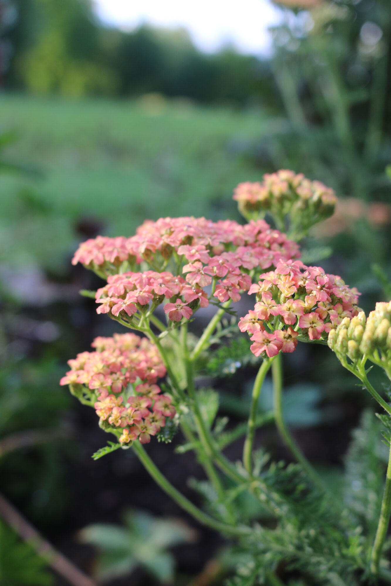 achillea