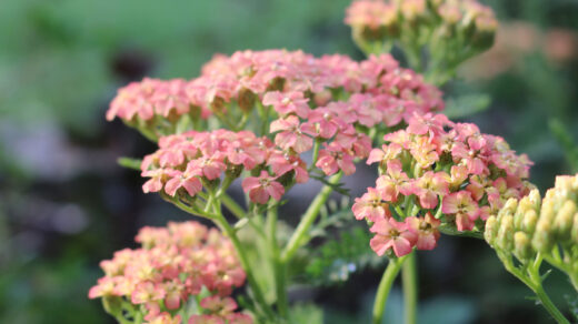 achillea