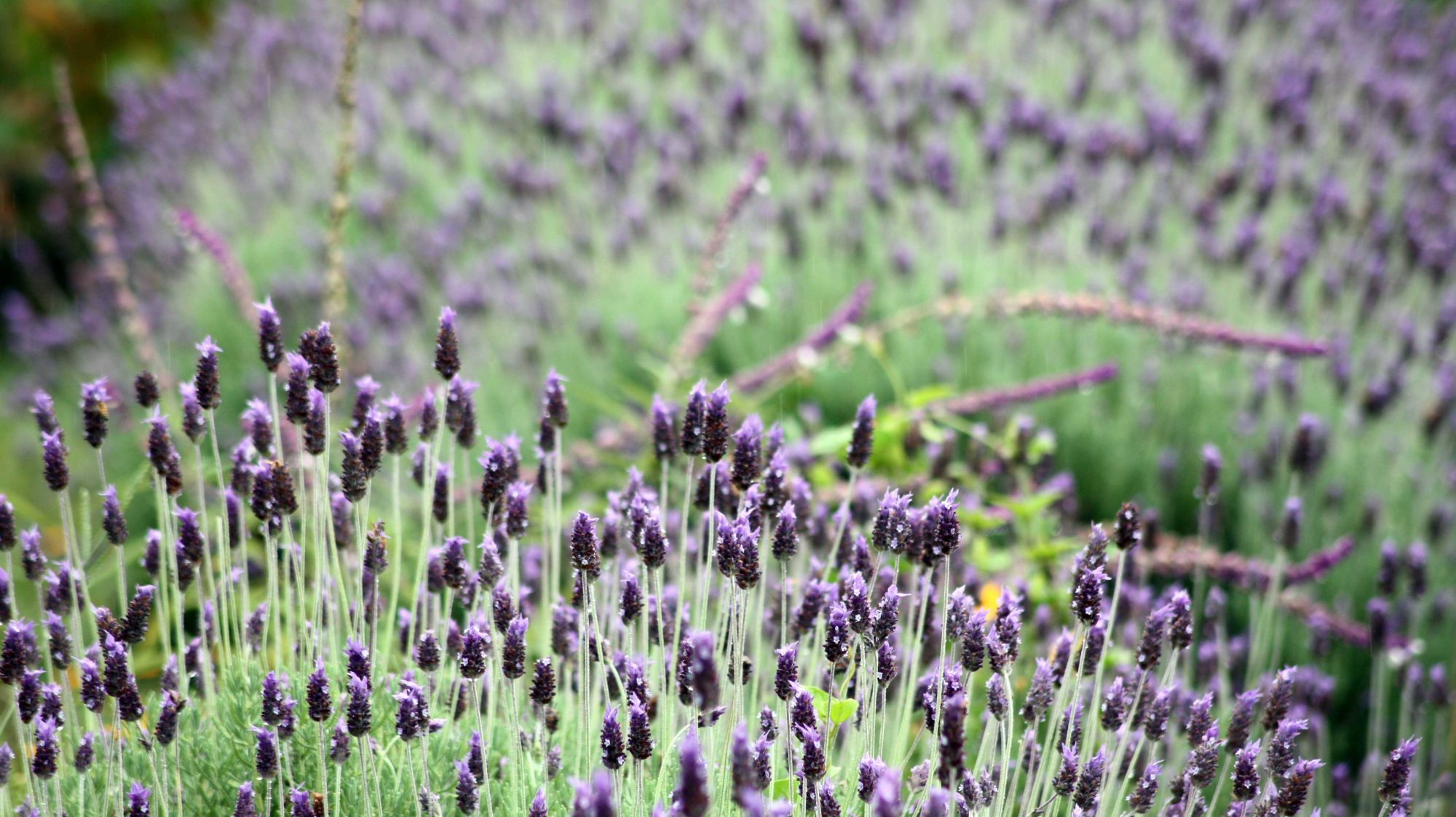 bloemen geur