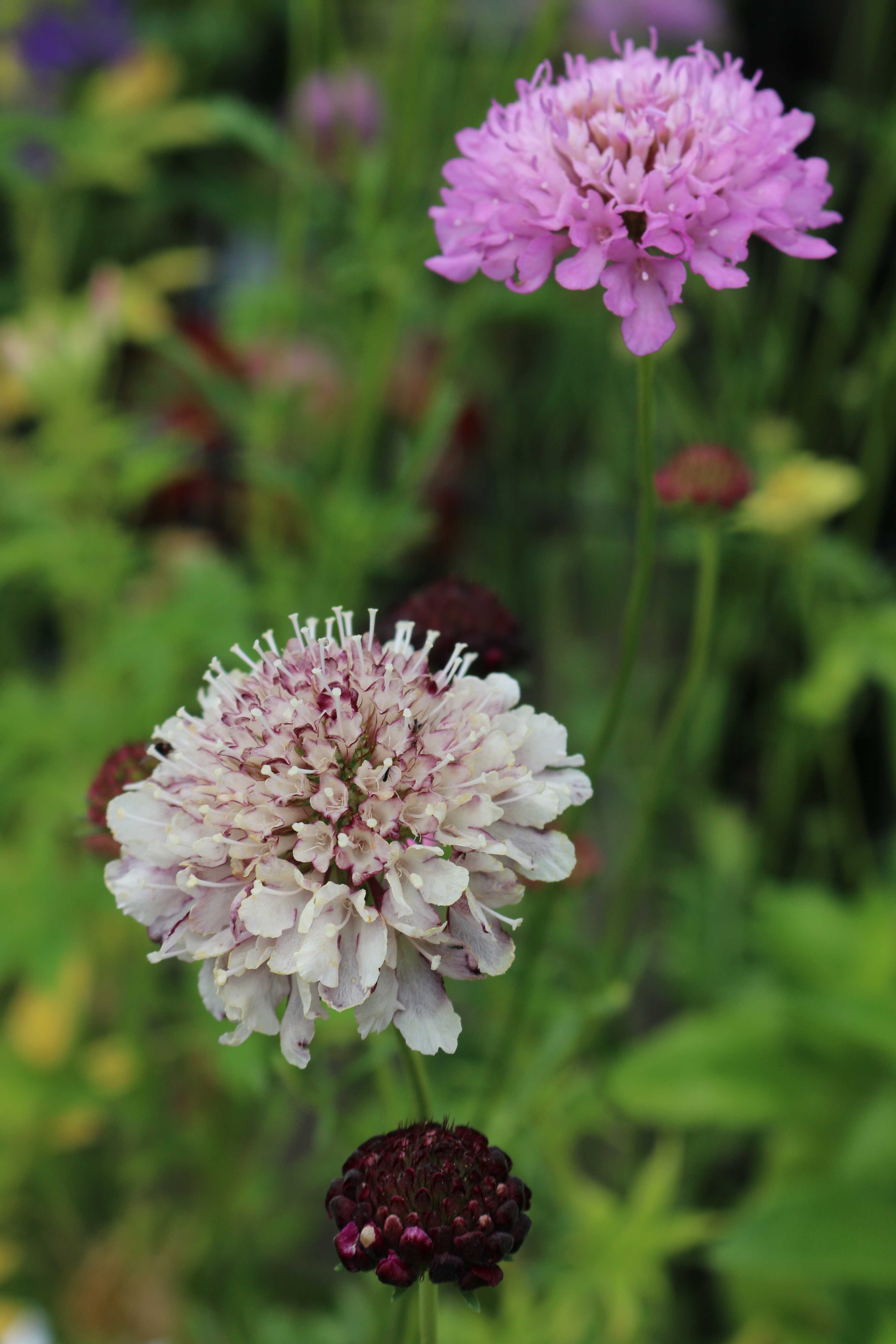 scabiosa