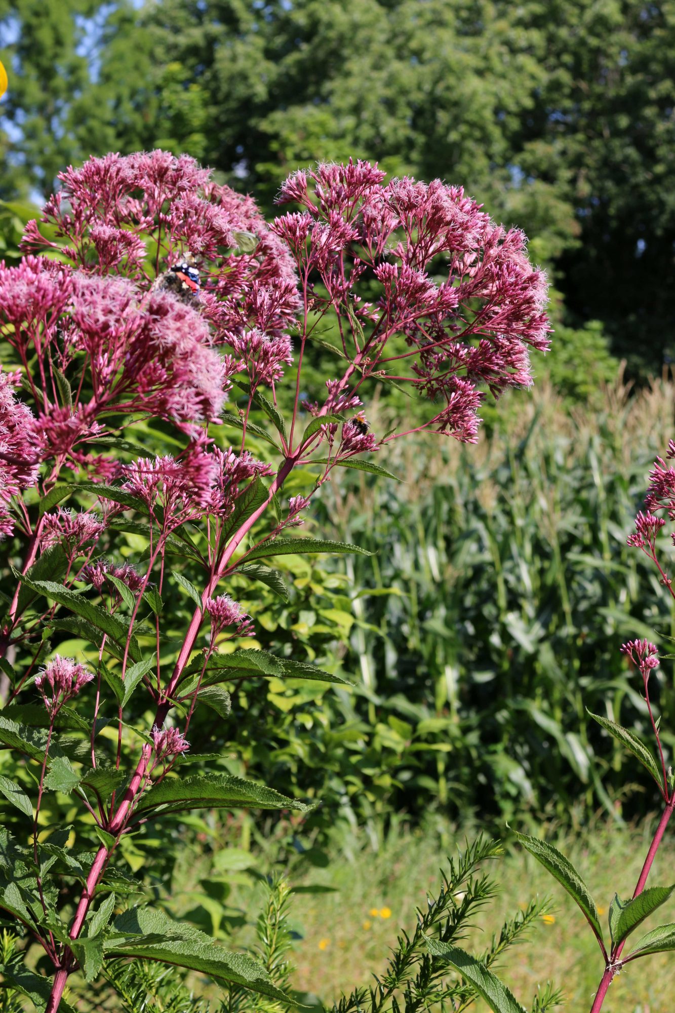 eupatorium