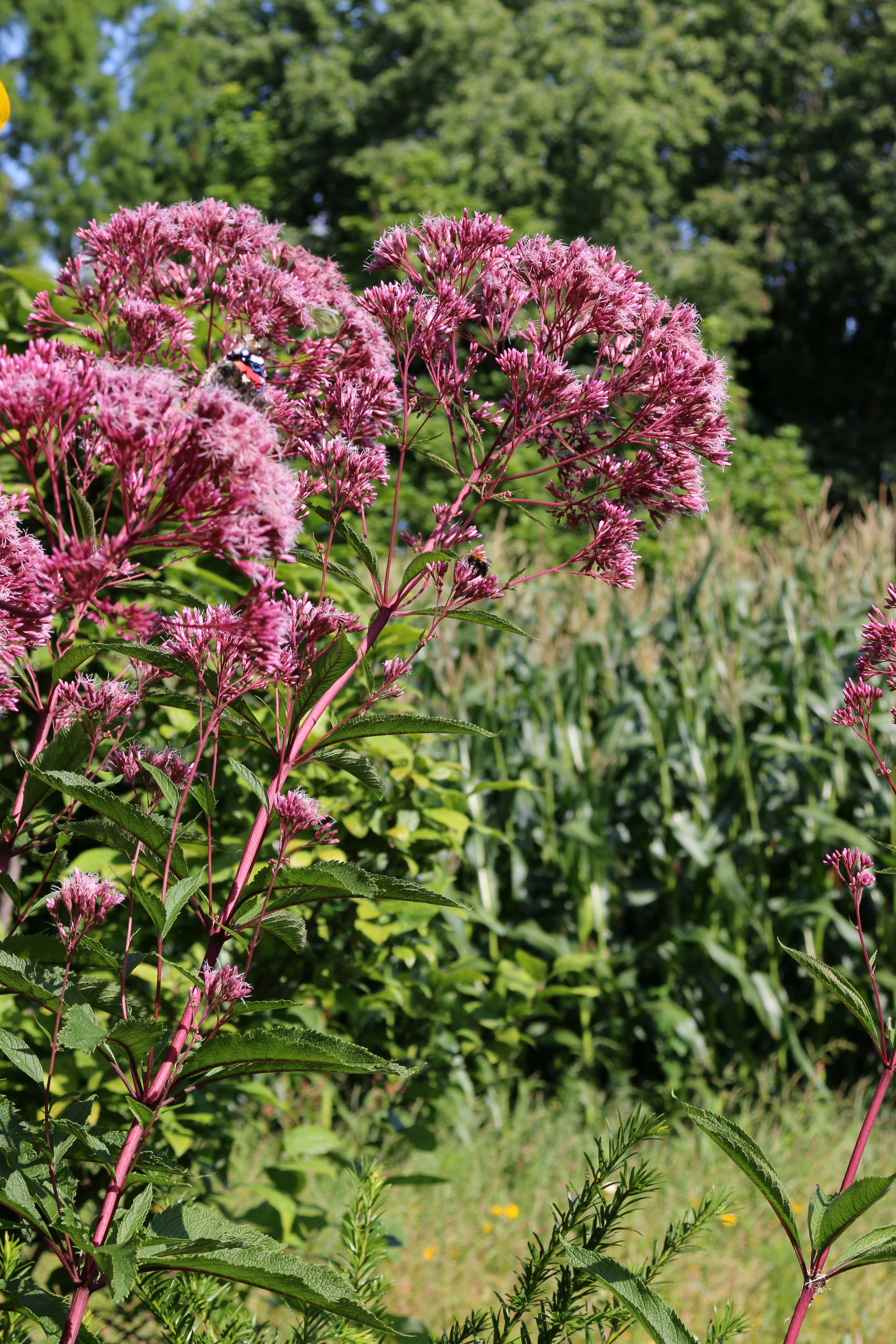 eupatorium