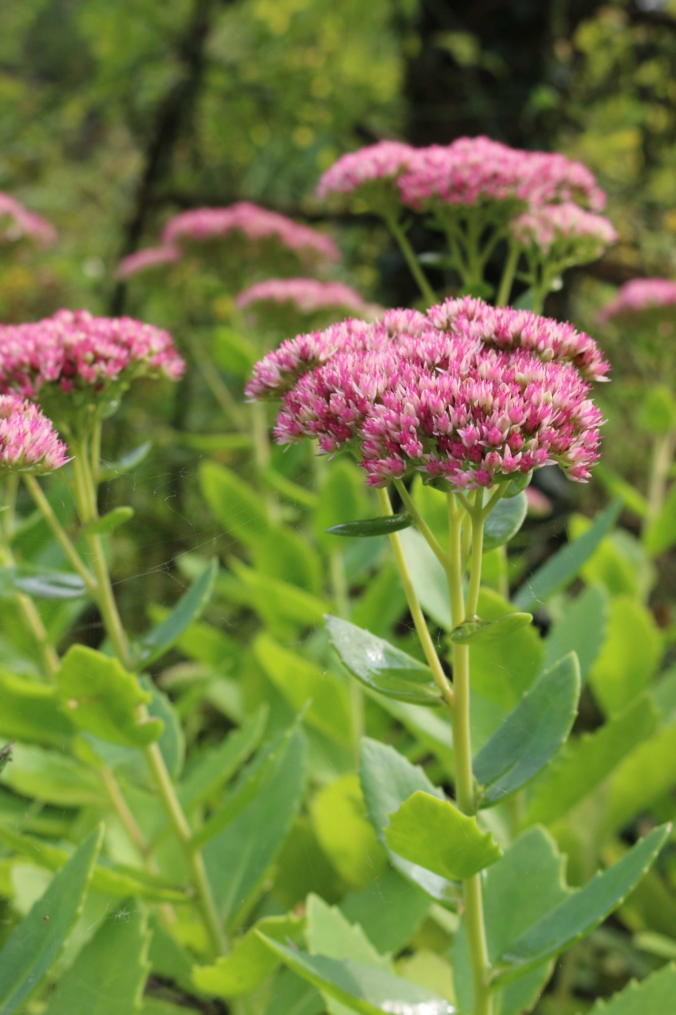 sterke planten
