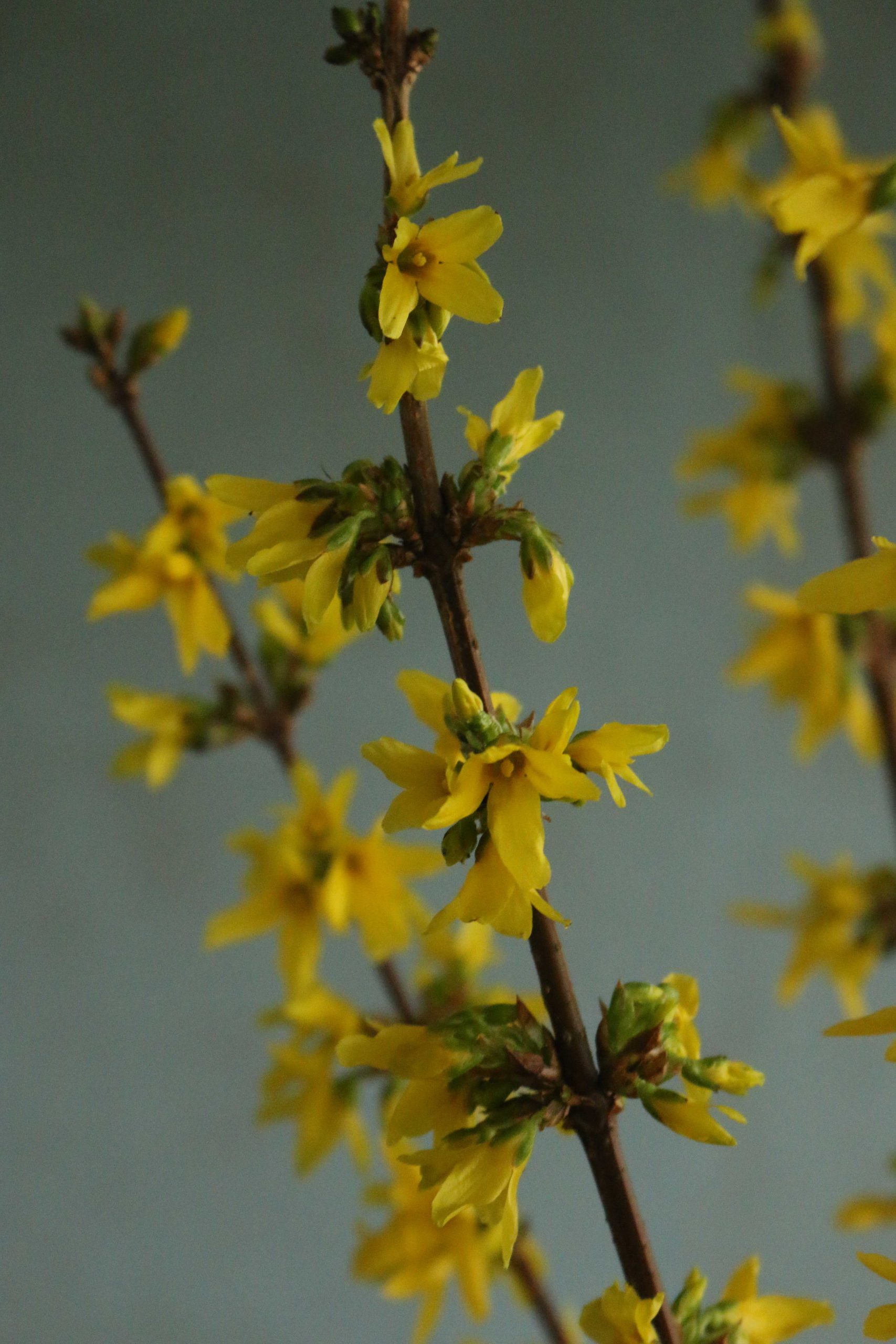 forsythia