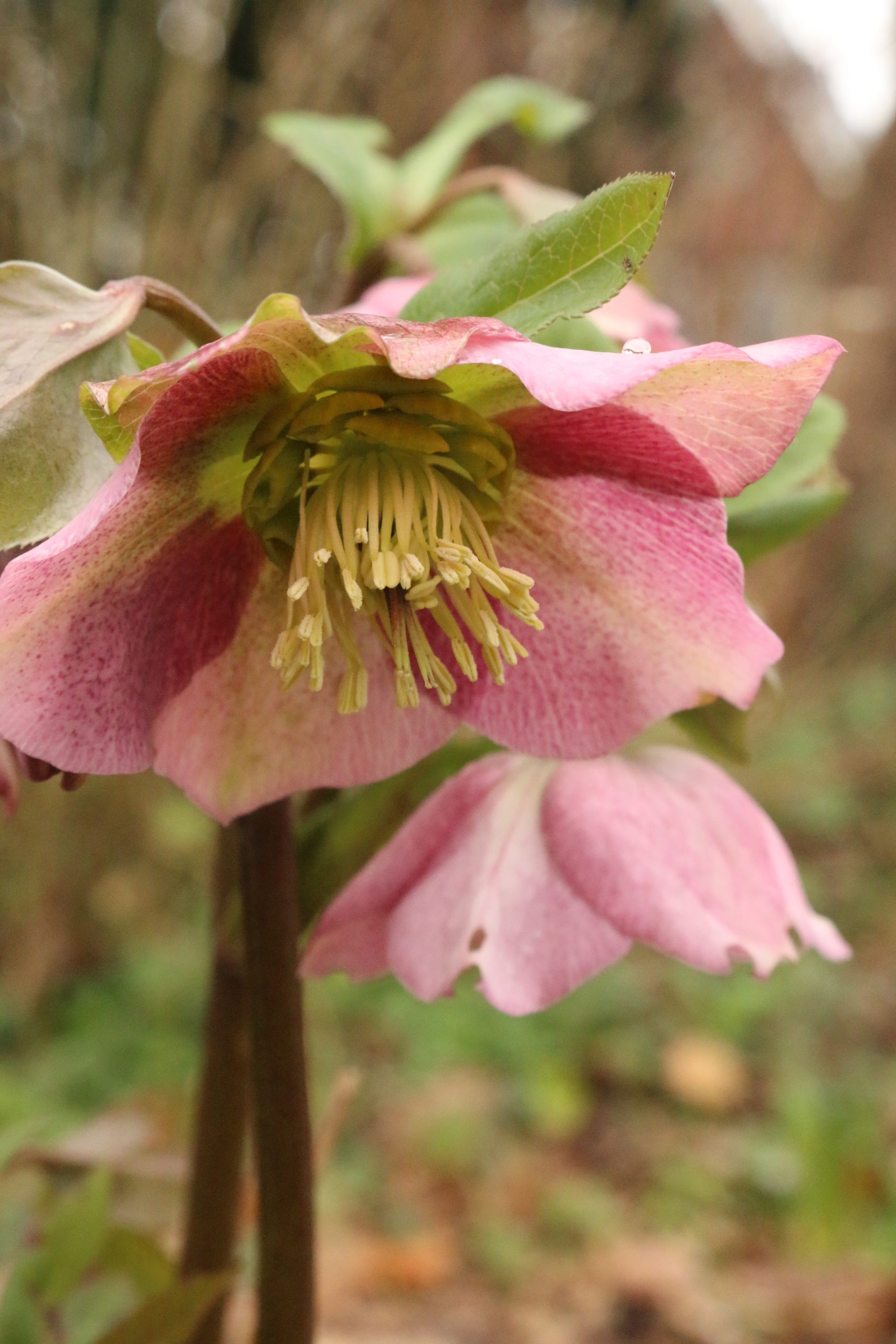 helleborus plukken