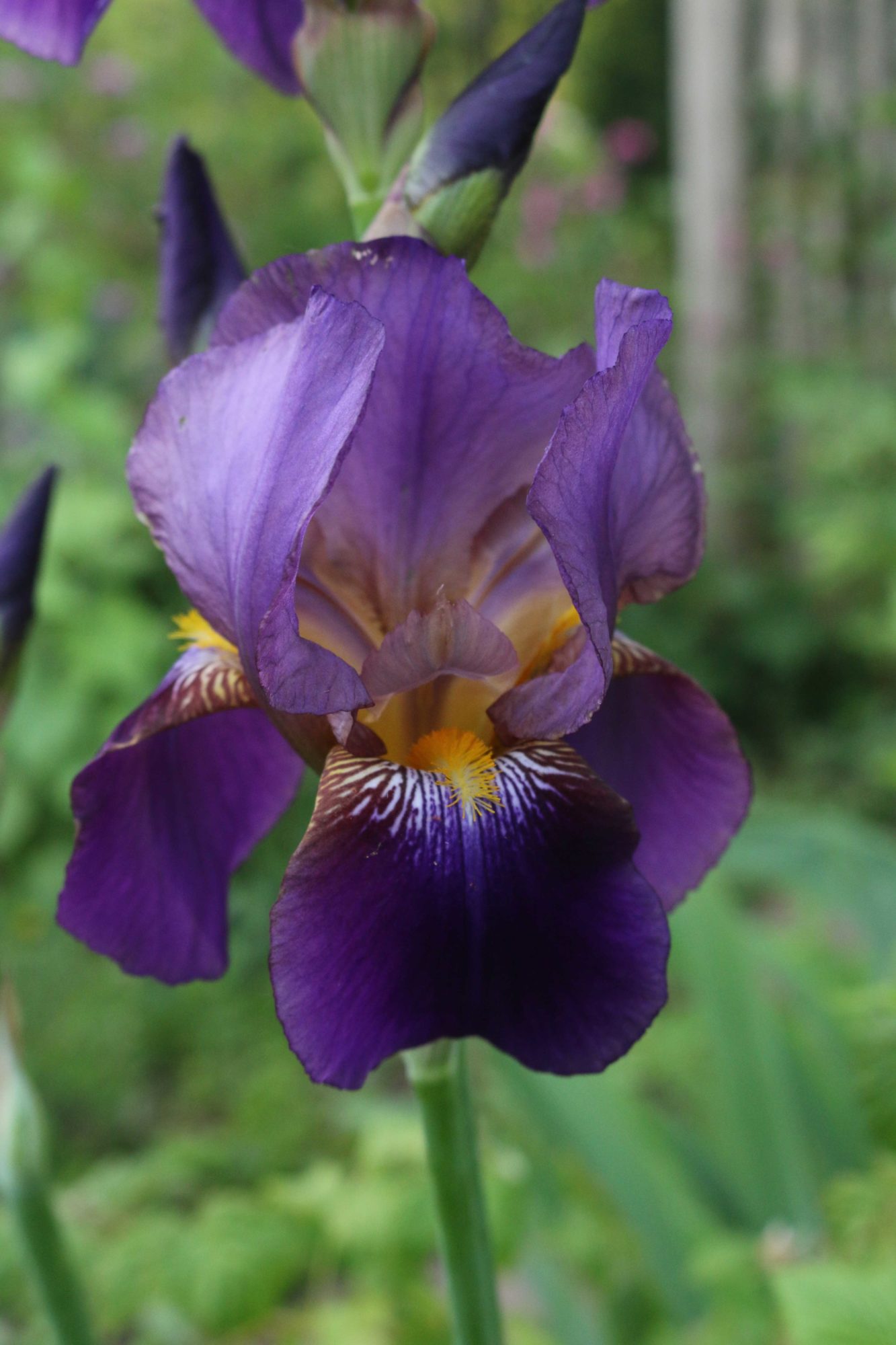 iris familie