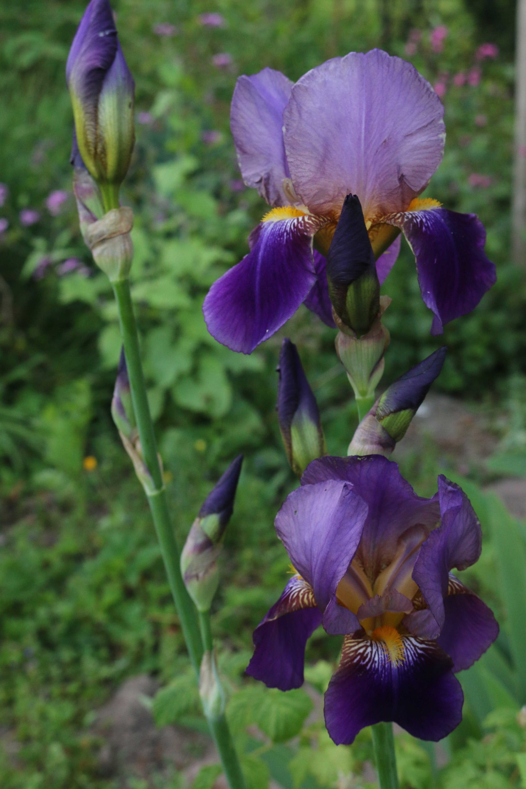 iris familie