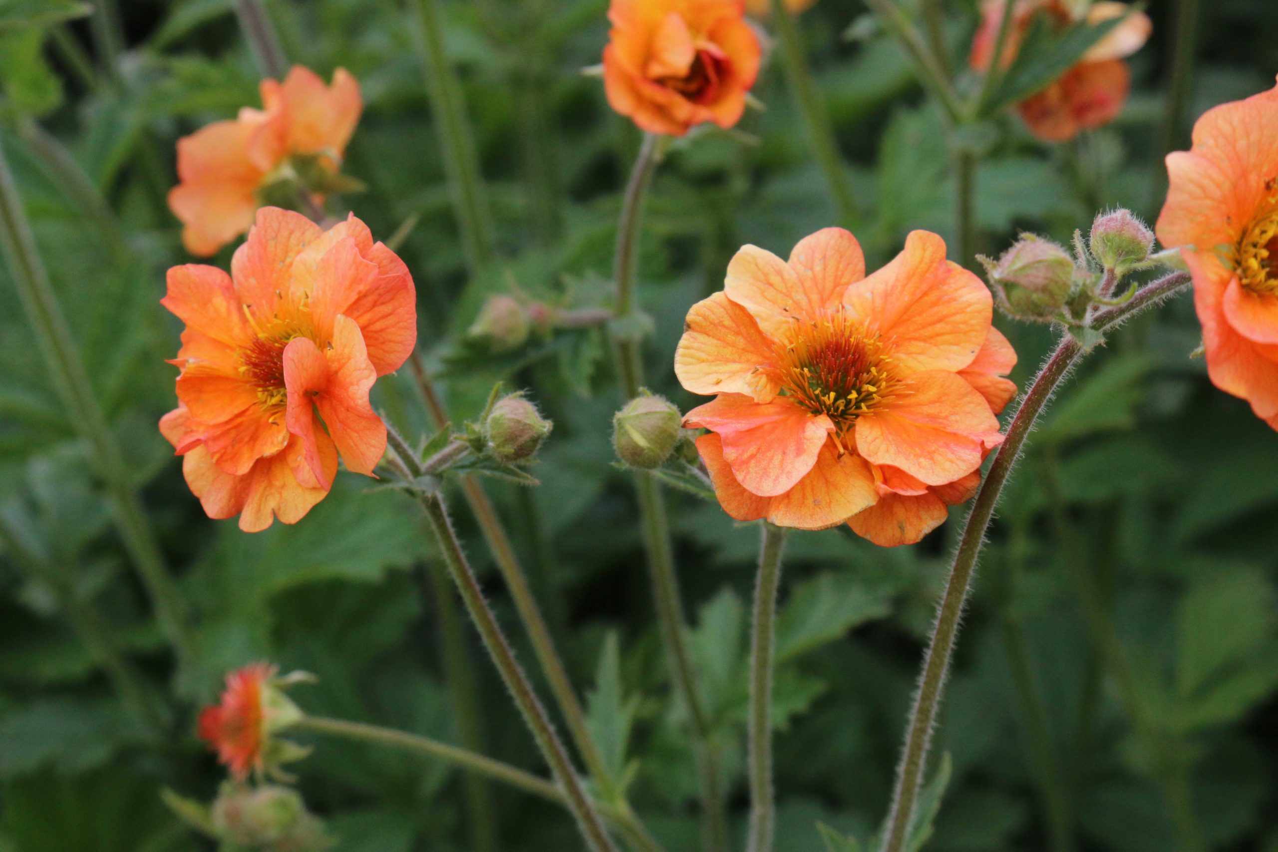 geum