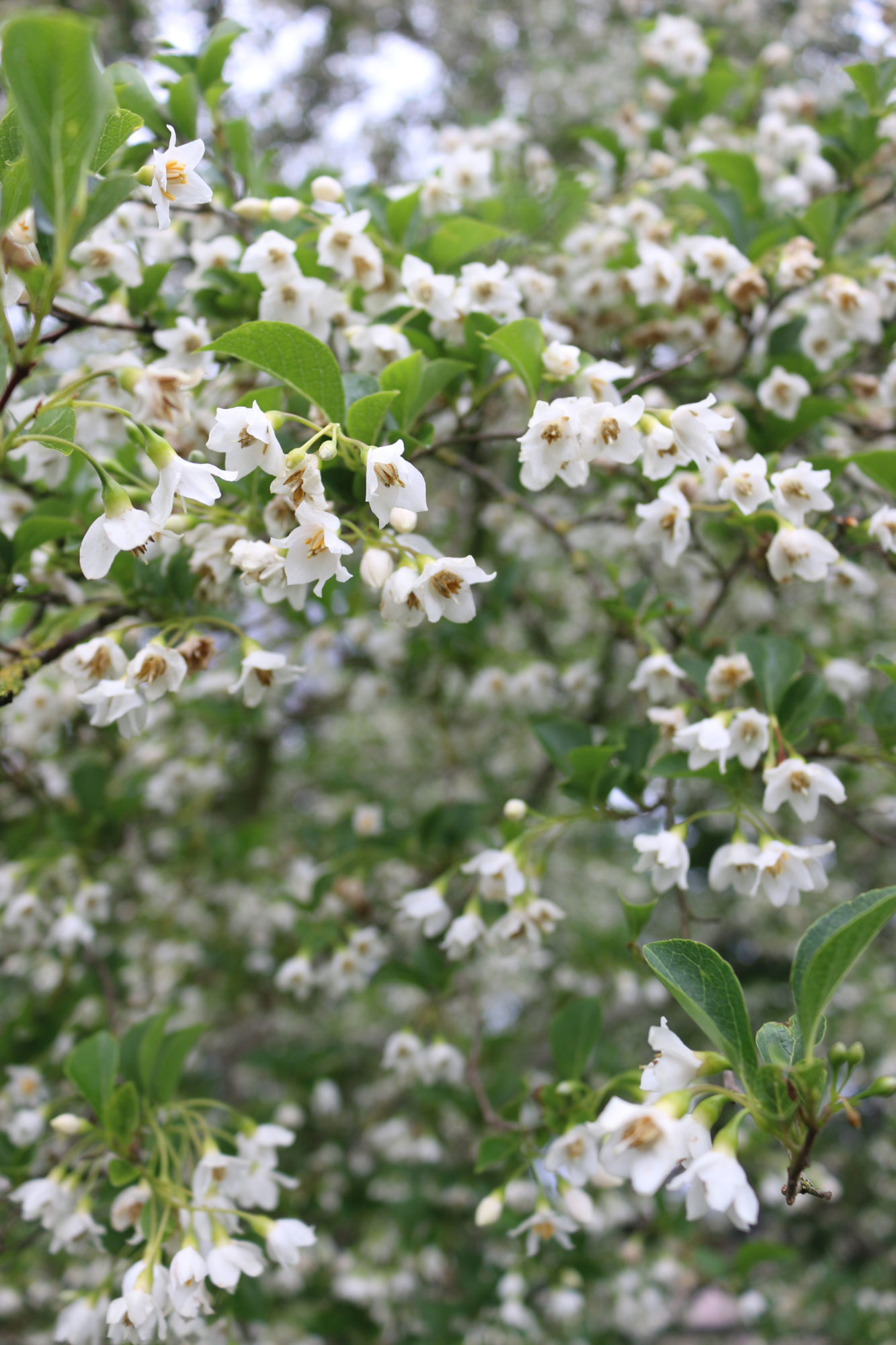 styrax