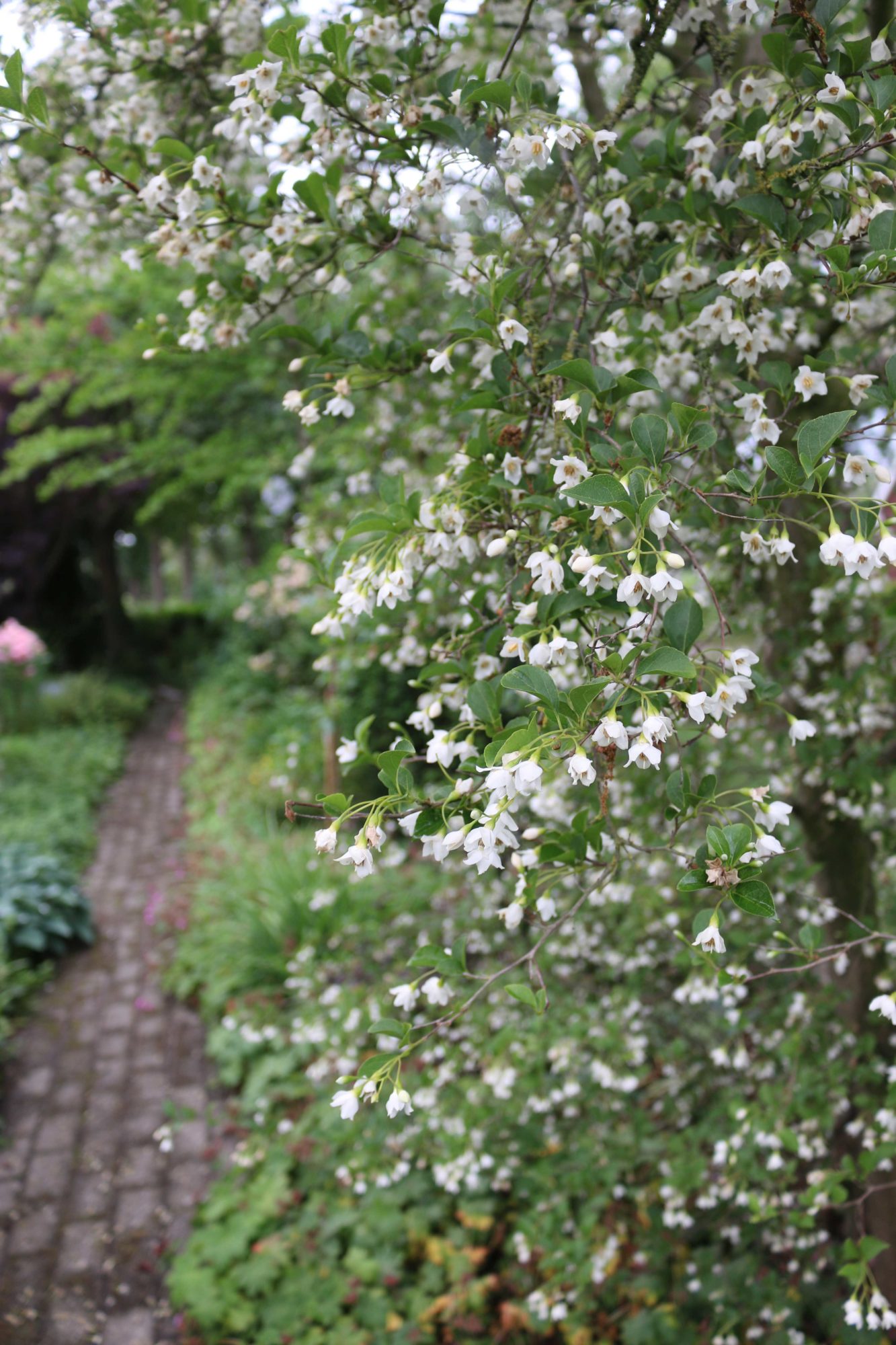 styrax