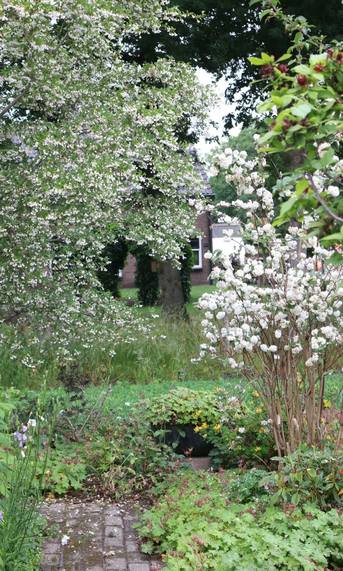 styrax