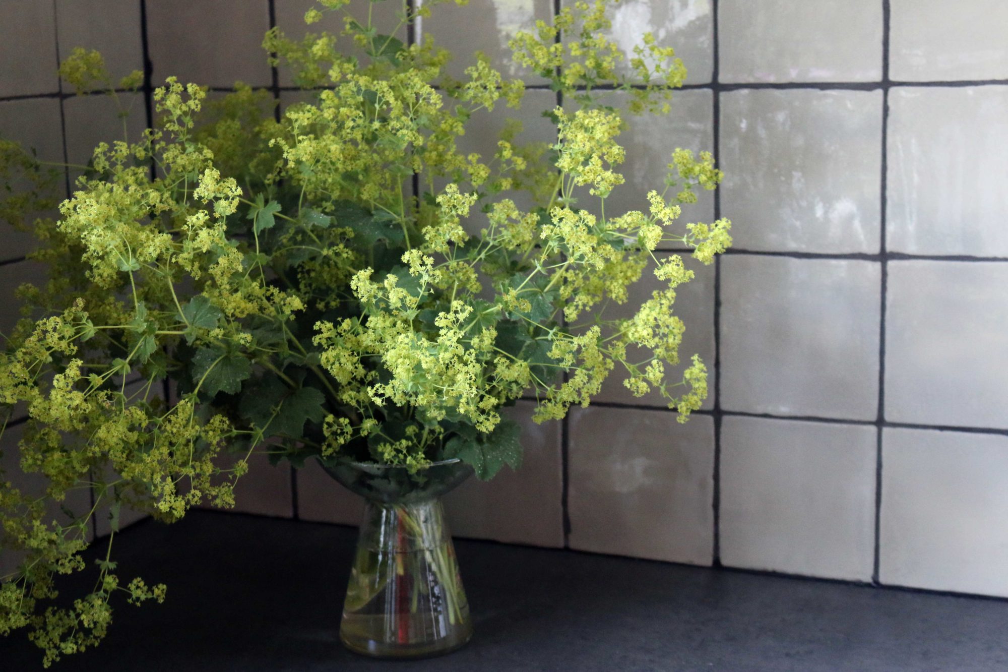 alchemilla