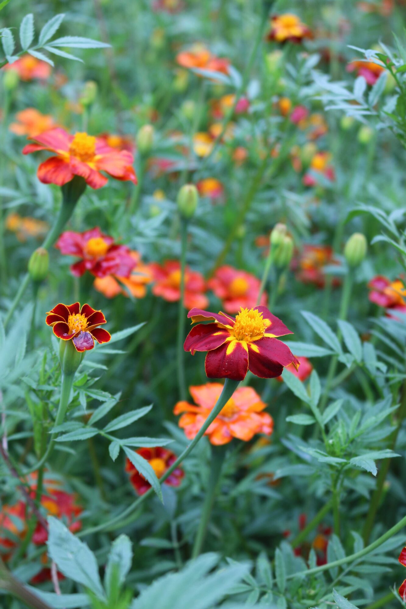 tagetes
