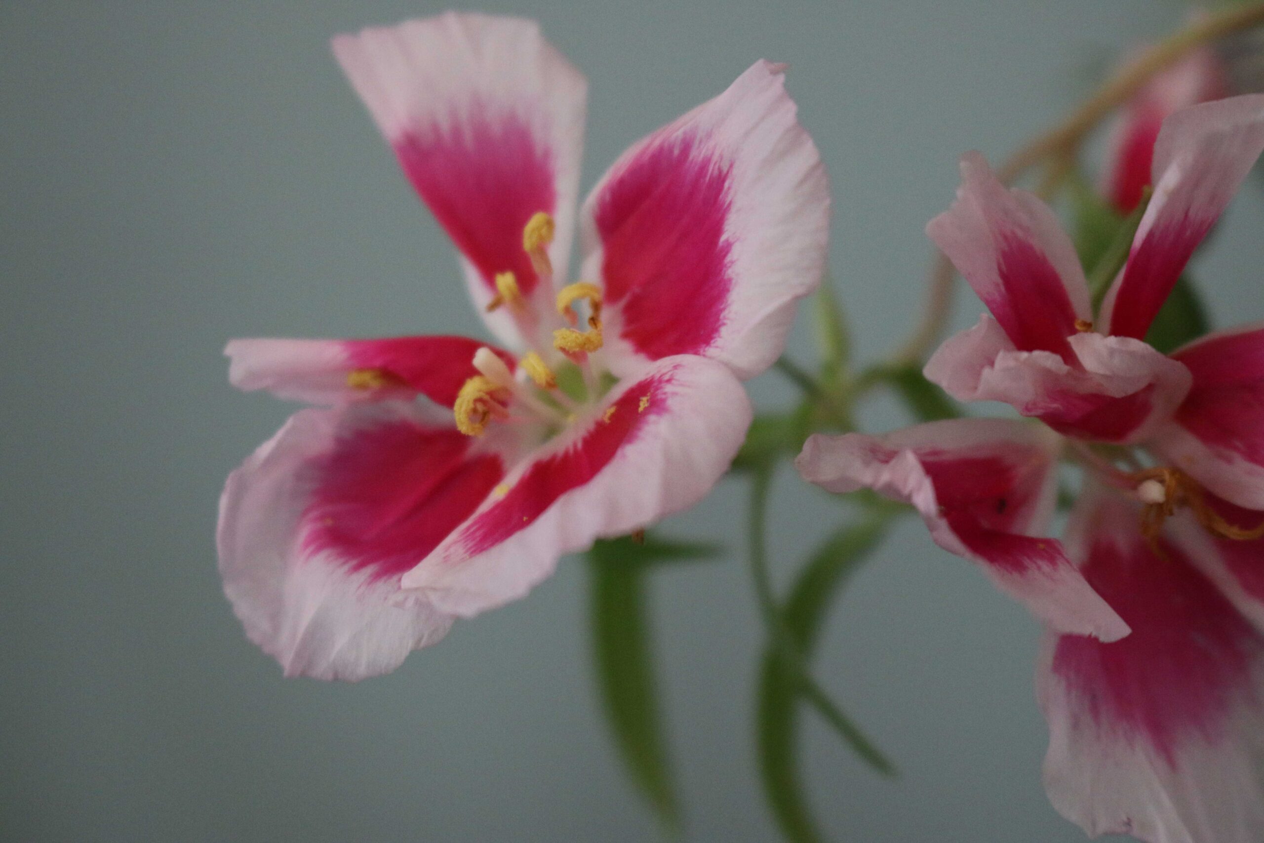 godetia