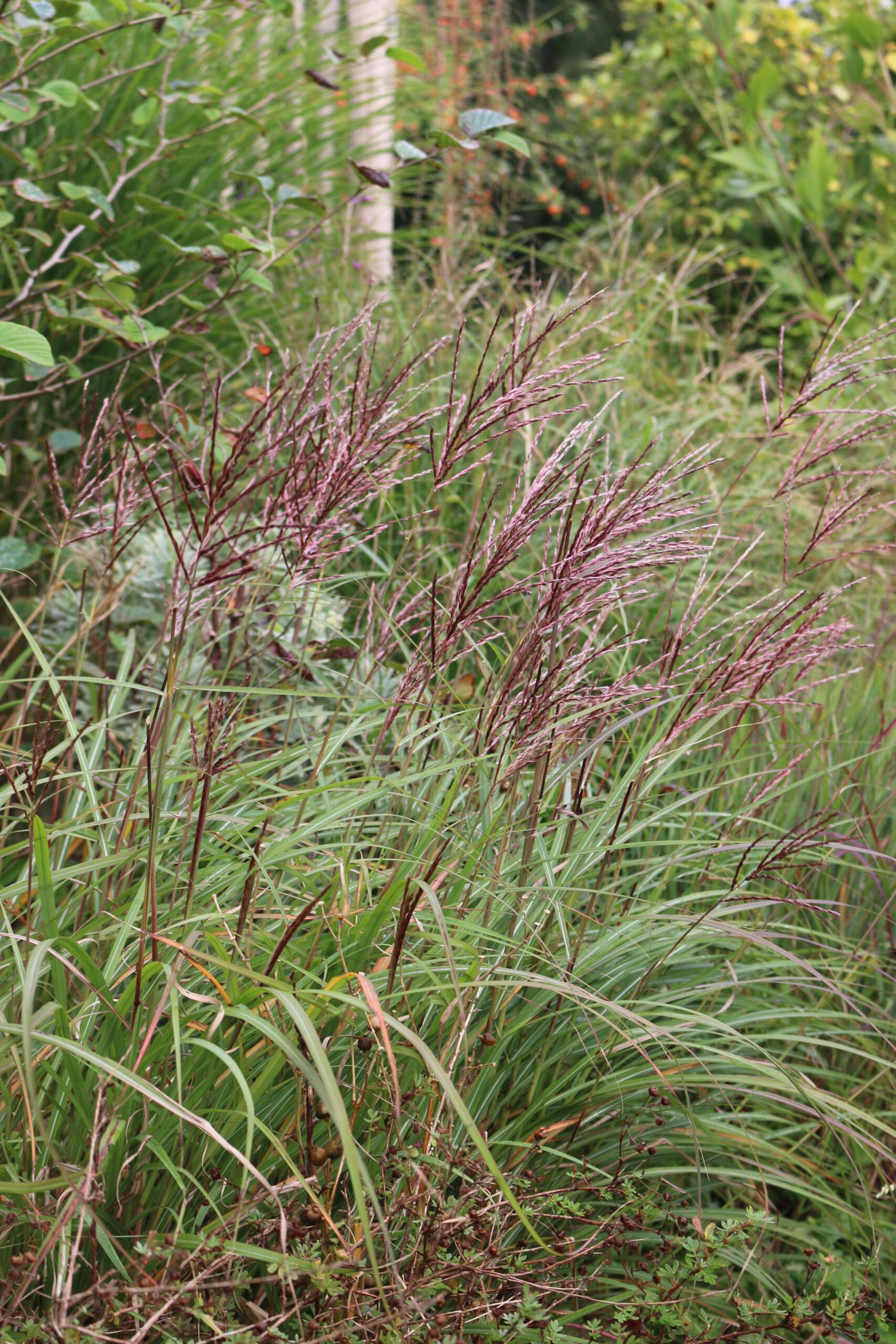 miscanthus
