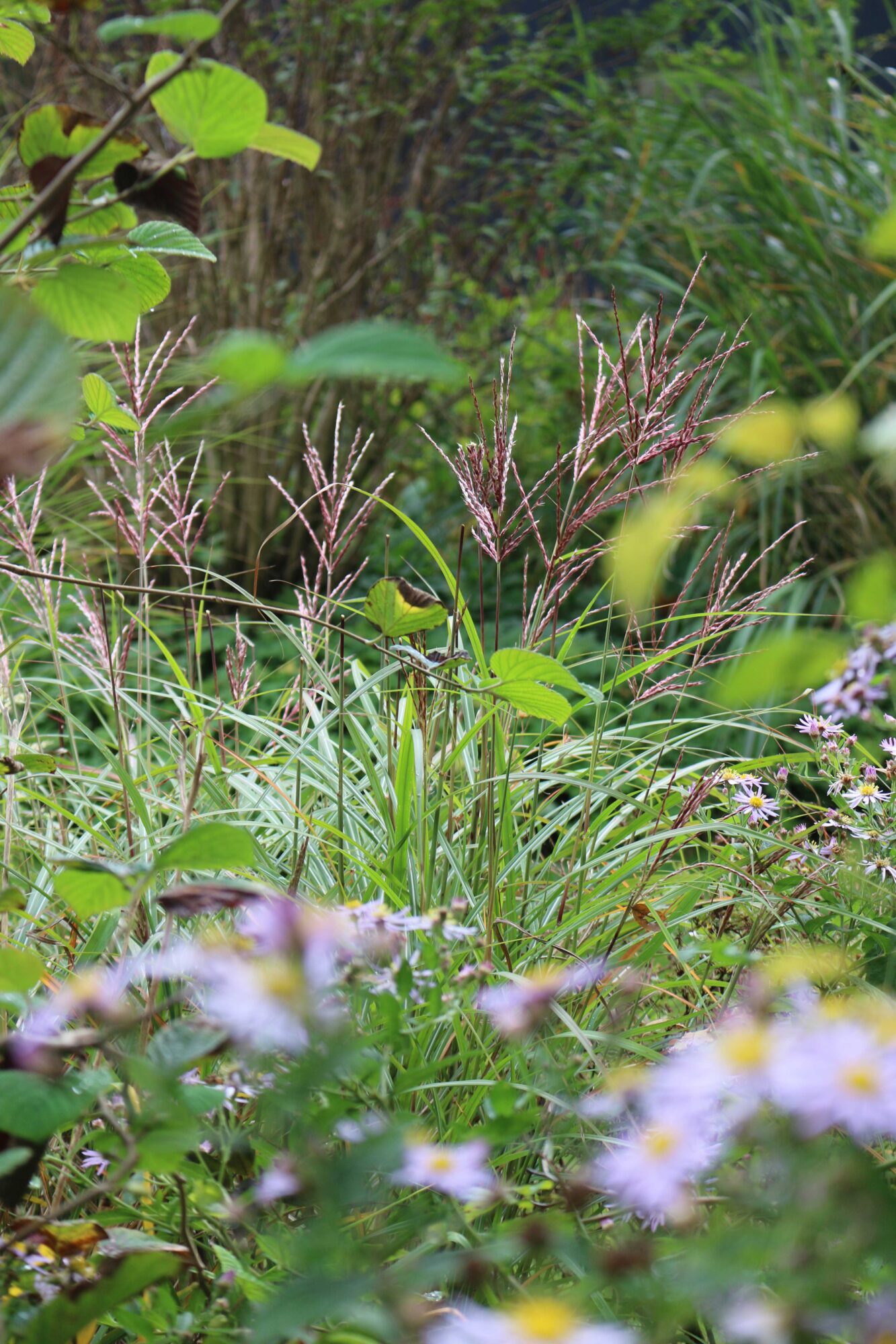 miscanthus