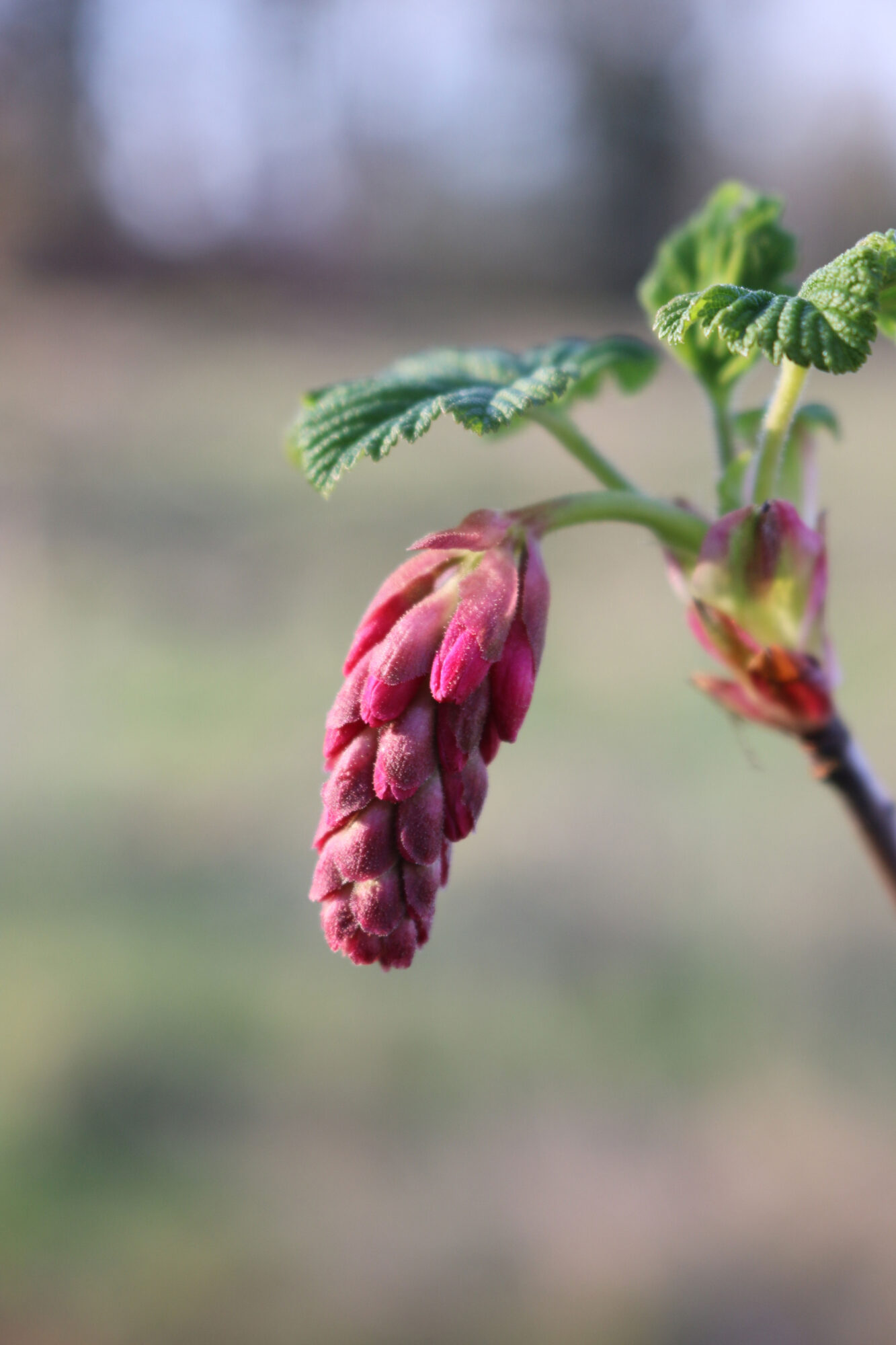ribes