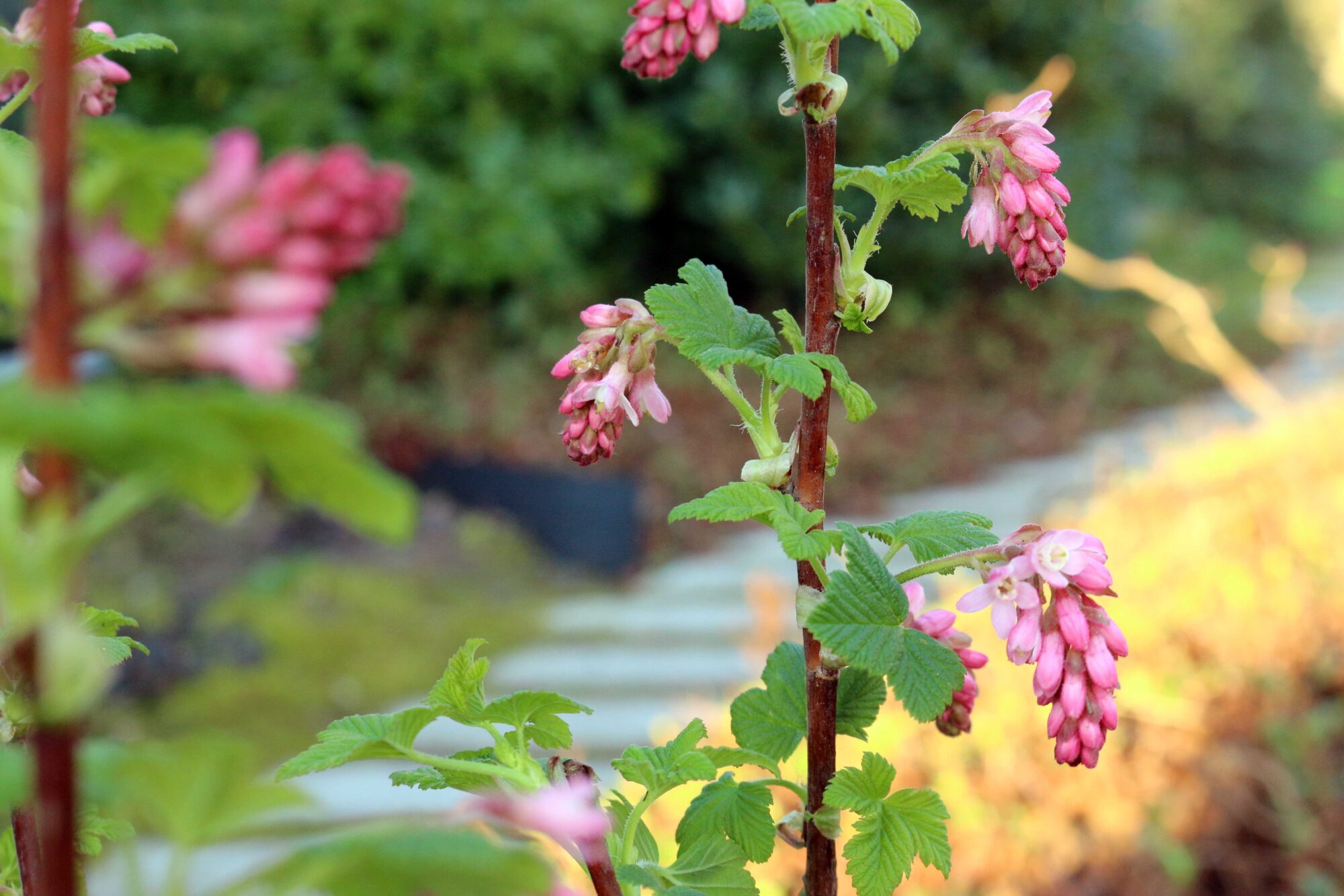 ribes