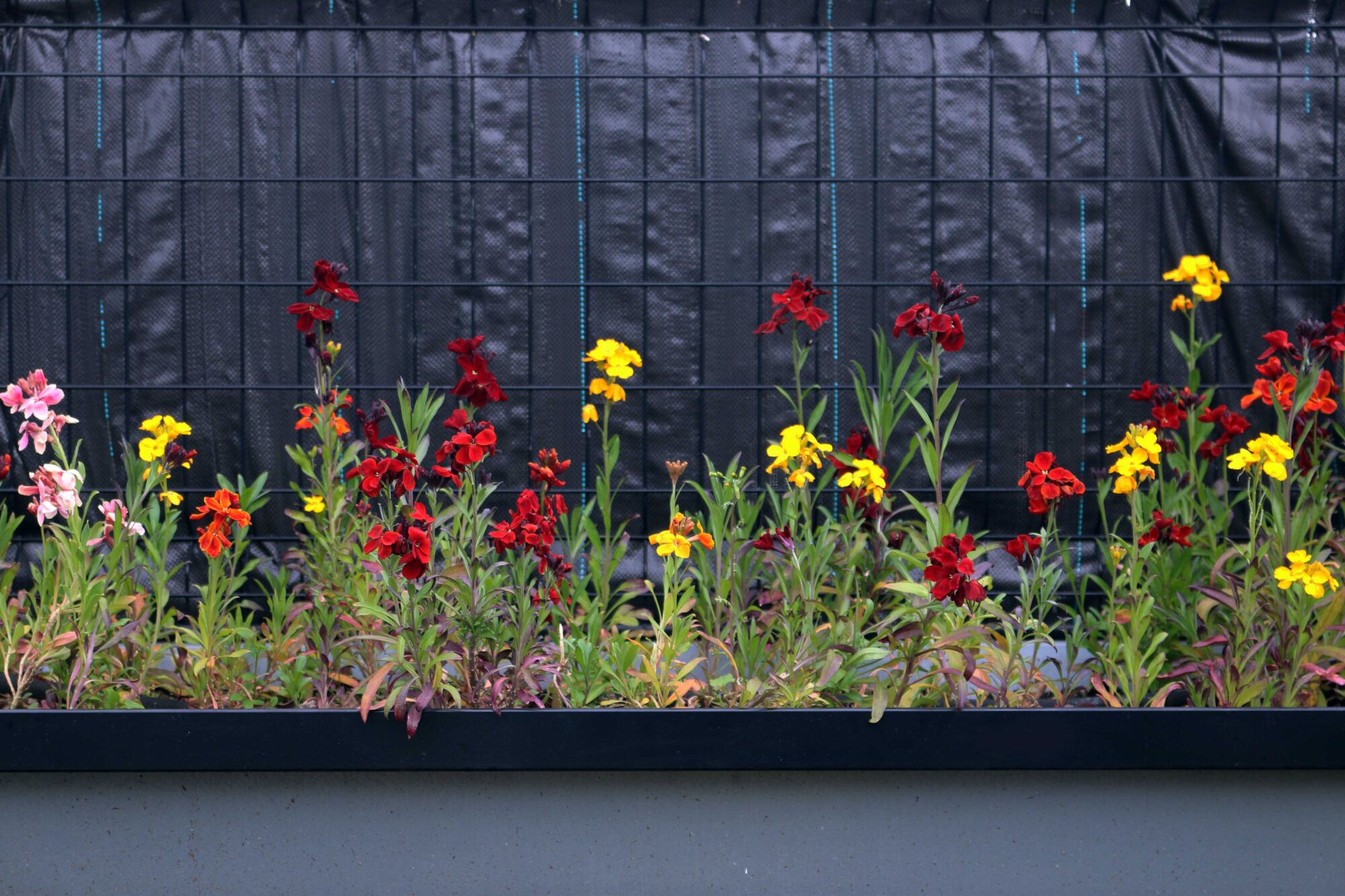 muurbloem