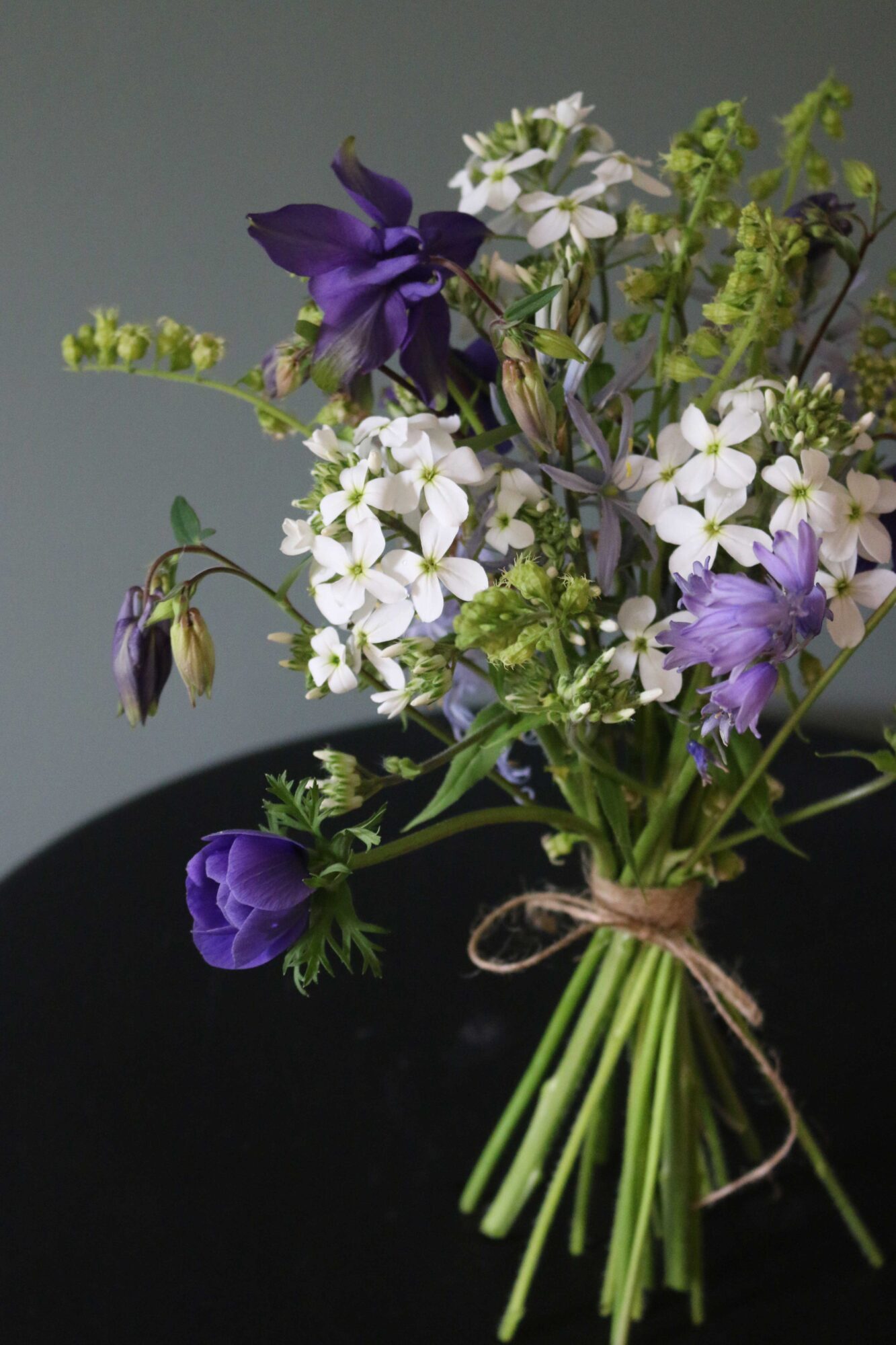 hesperis