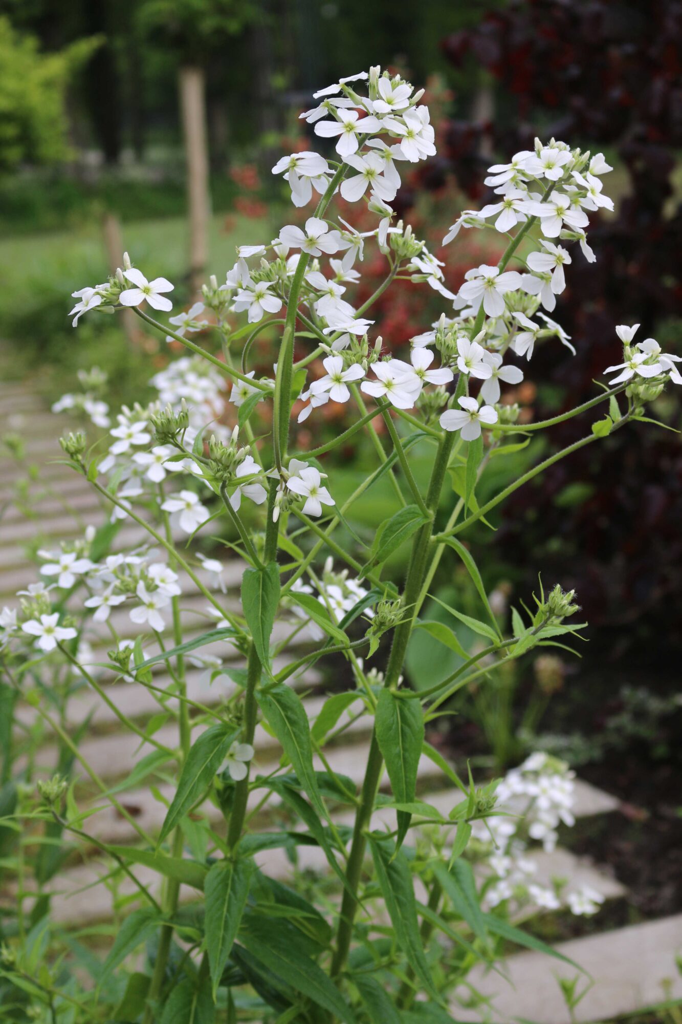 hesperis