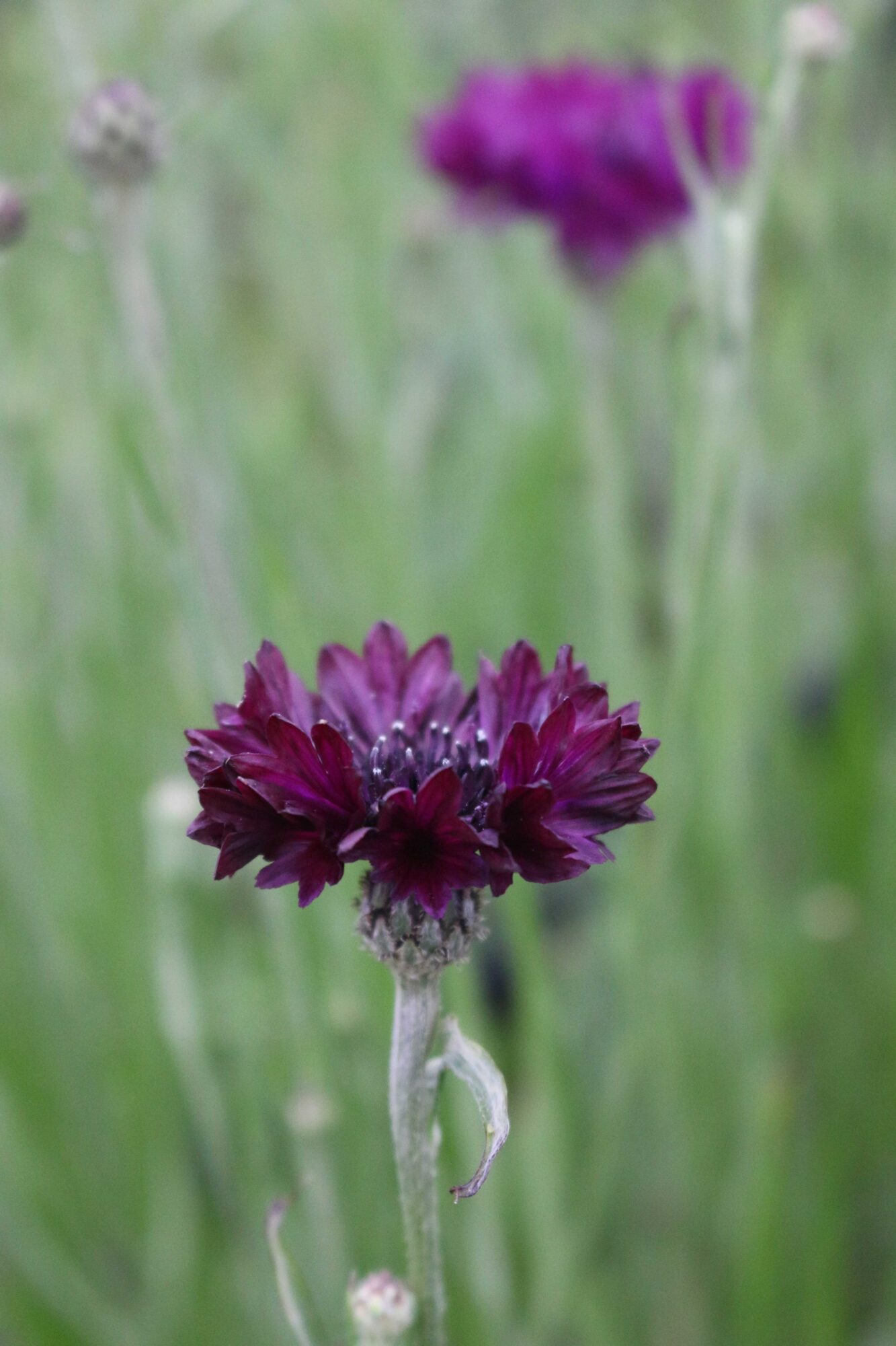 korenbloem