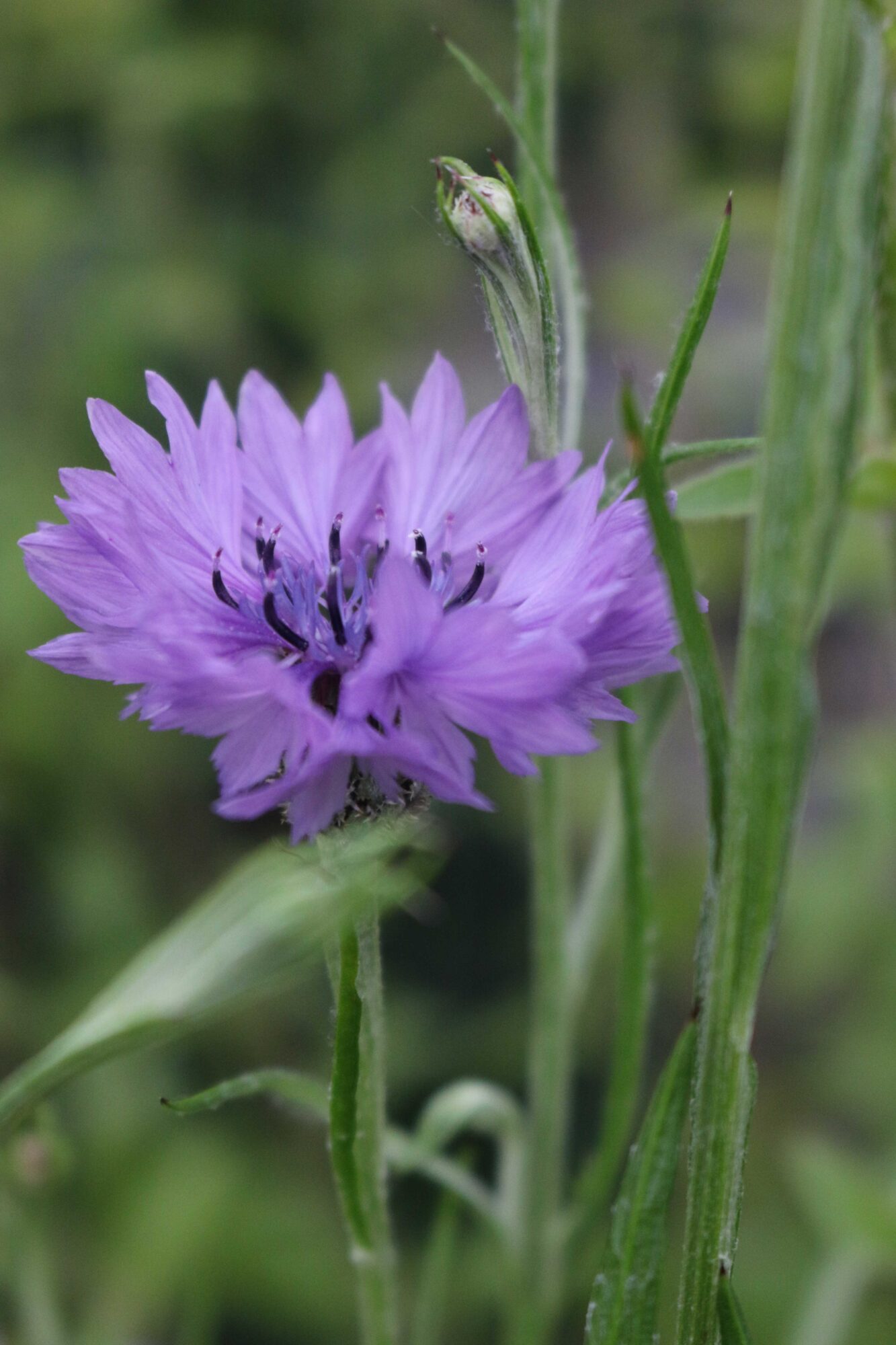 korenbloem