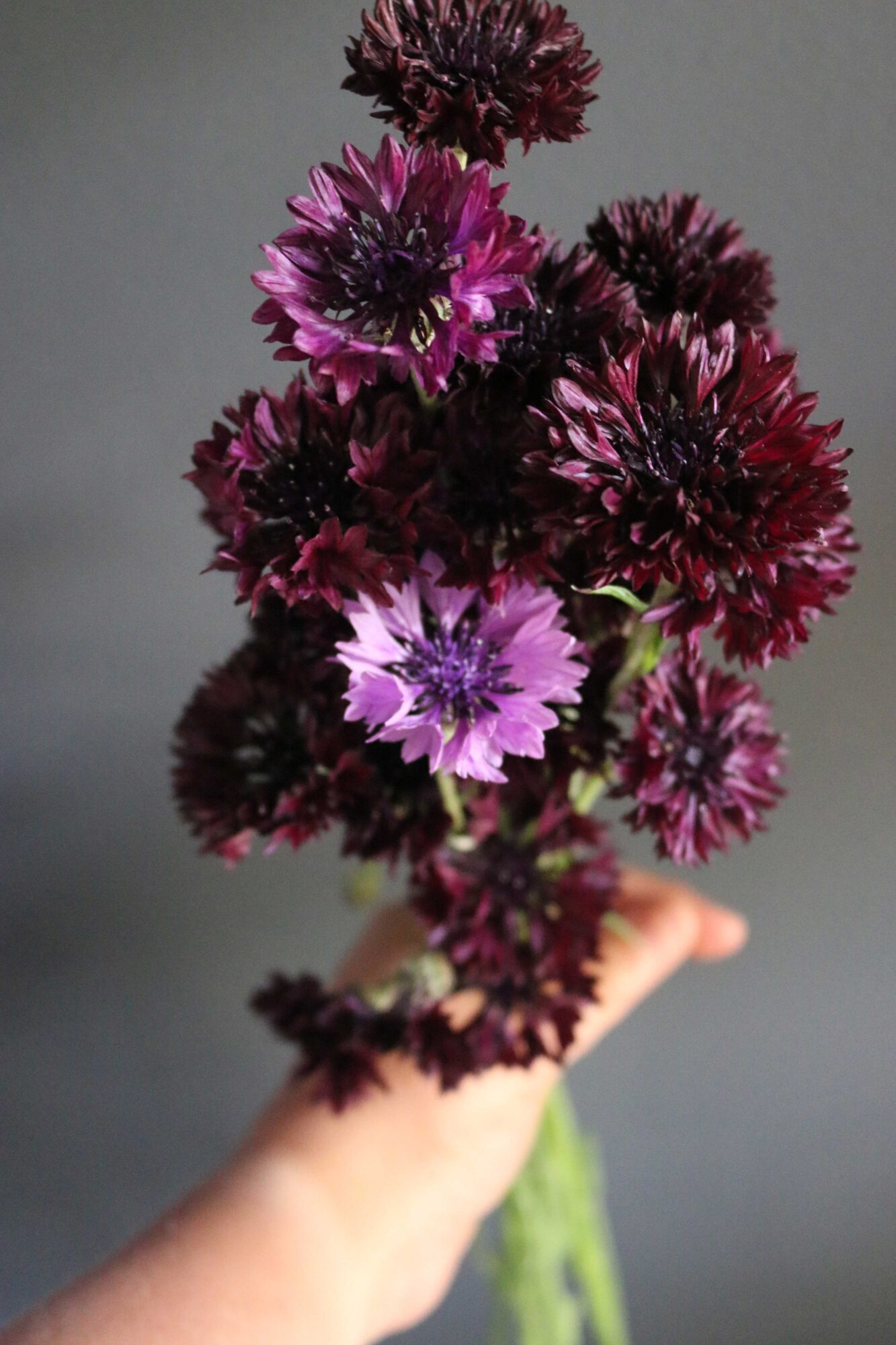 korenbloem