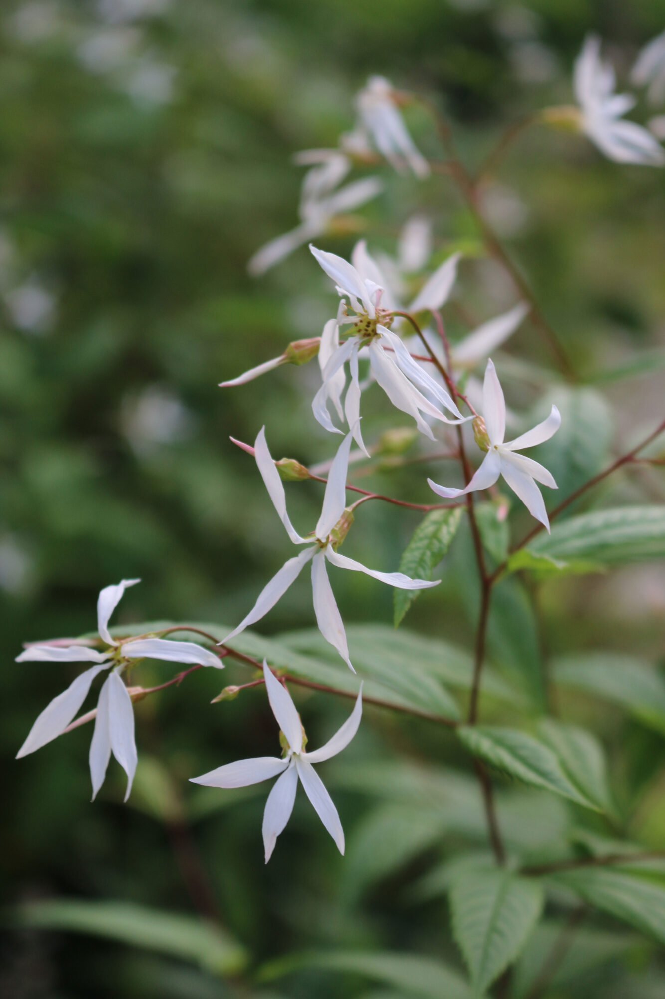 gillenia